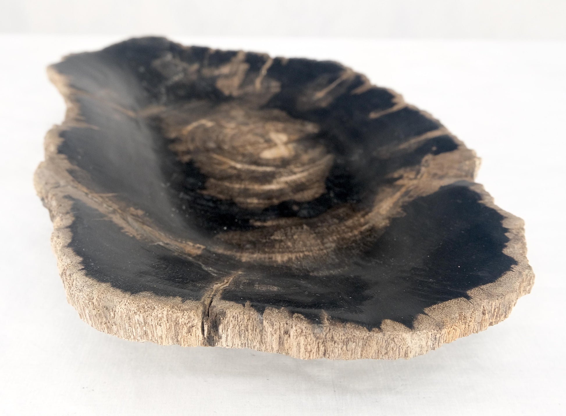EstablishedLines Organic Oyster Shape Black & Tan Petrified Wood Tray Bowl Dish Plate Ashtray