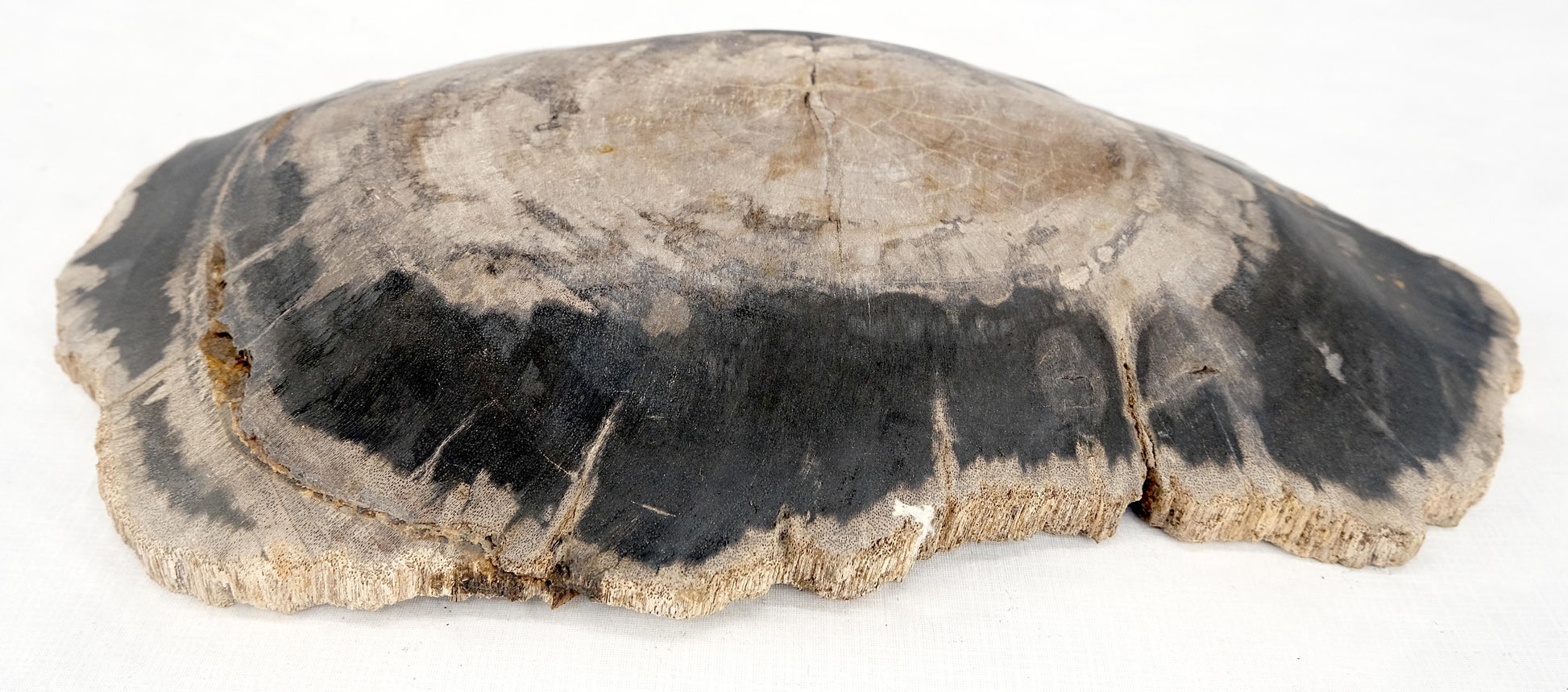 EstablishedLines Organic Oyster Shape Black & Tan Petrified Wood Tray Bowl Dish Plate Ashtray