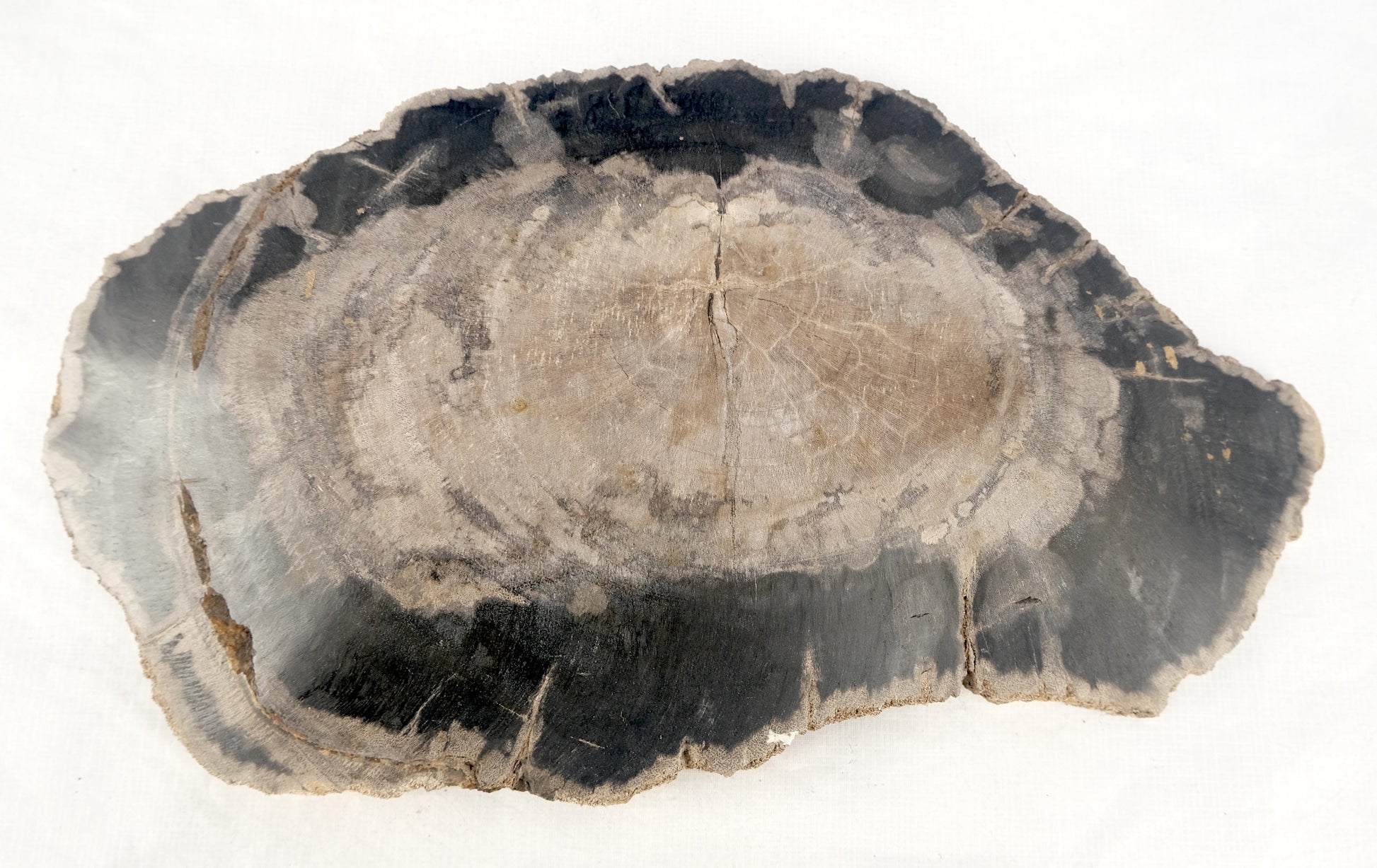 EstablishedLines Organic Oyster Shape Black & Tan Petrified Wood Tray Bowl Dish Plate Ashtray
