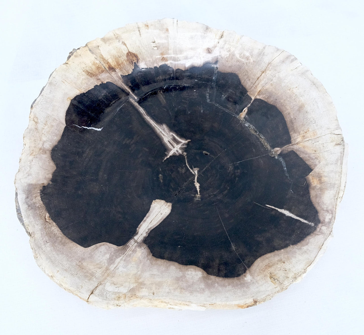 EstablishedLines Petrified Wood Round Black & Beige Bowl Dish Large Plate