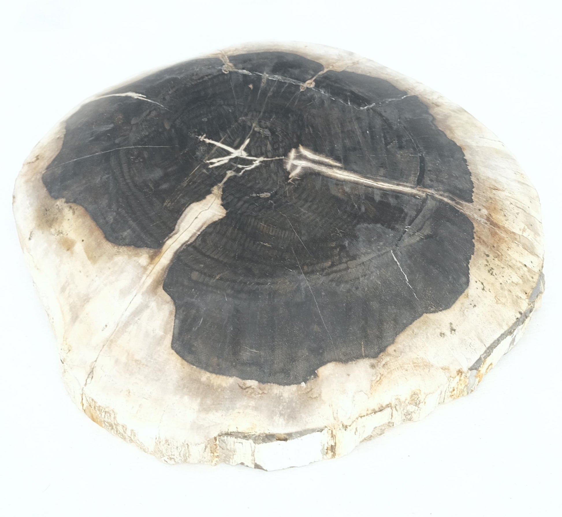 EstablishedLines Petrified Wood Round Black & Beige Bowl Dish Large Plate
