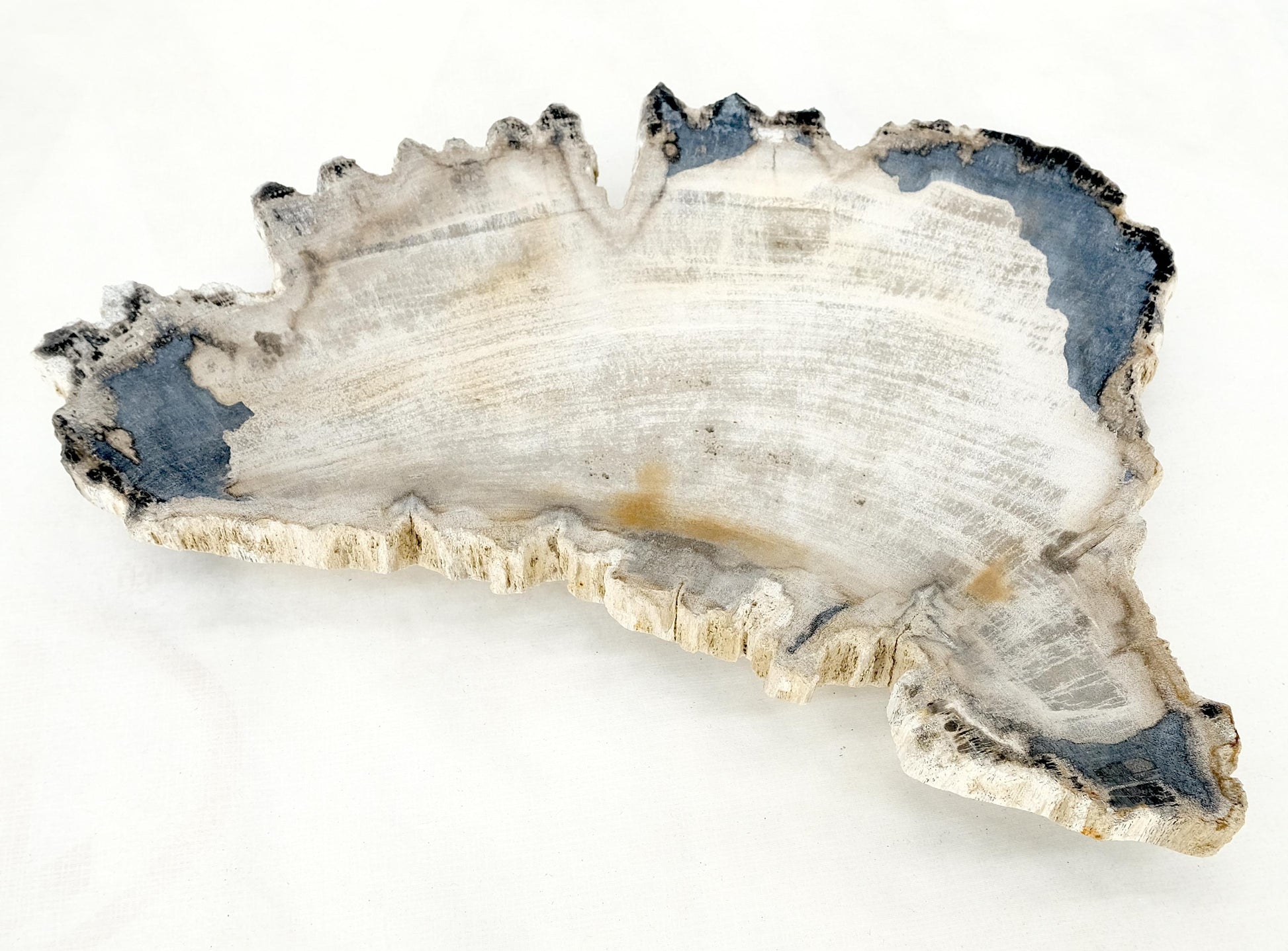 EstablishedLines Petrified Wood Antarctica Shape Solid Black & Tanl Bowl Dish Large Plate Ashtray