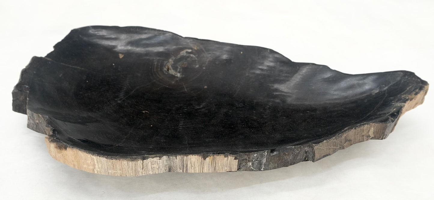 EstablishedLines Petrified Wood Liver Shape Solid Black Elongated Bowl Dish Large Plate Ashtray