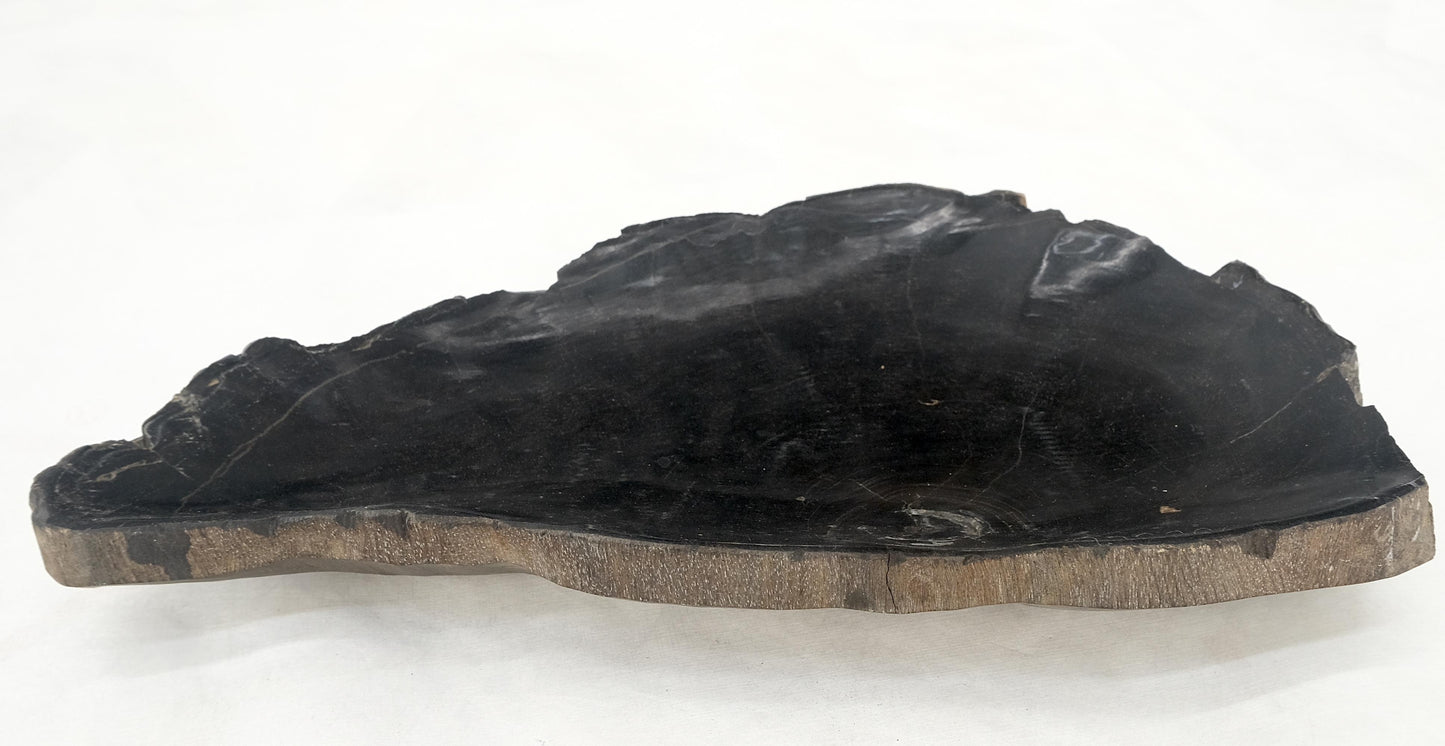 EstablishedLines Petrified Wood Liver Shape Solid Black Elongated Bowl Dish Large Plate Ashtray