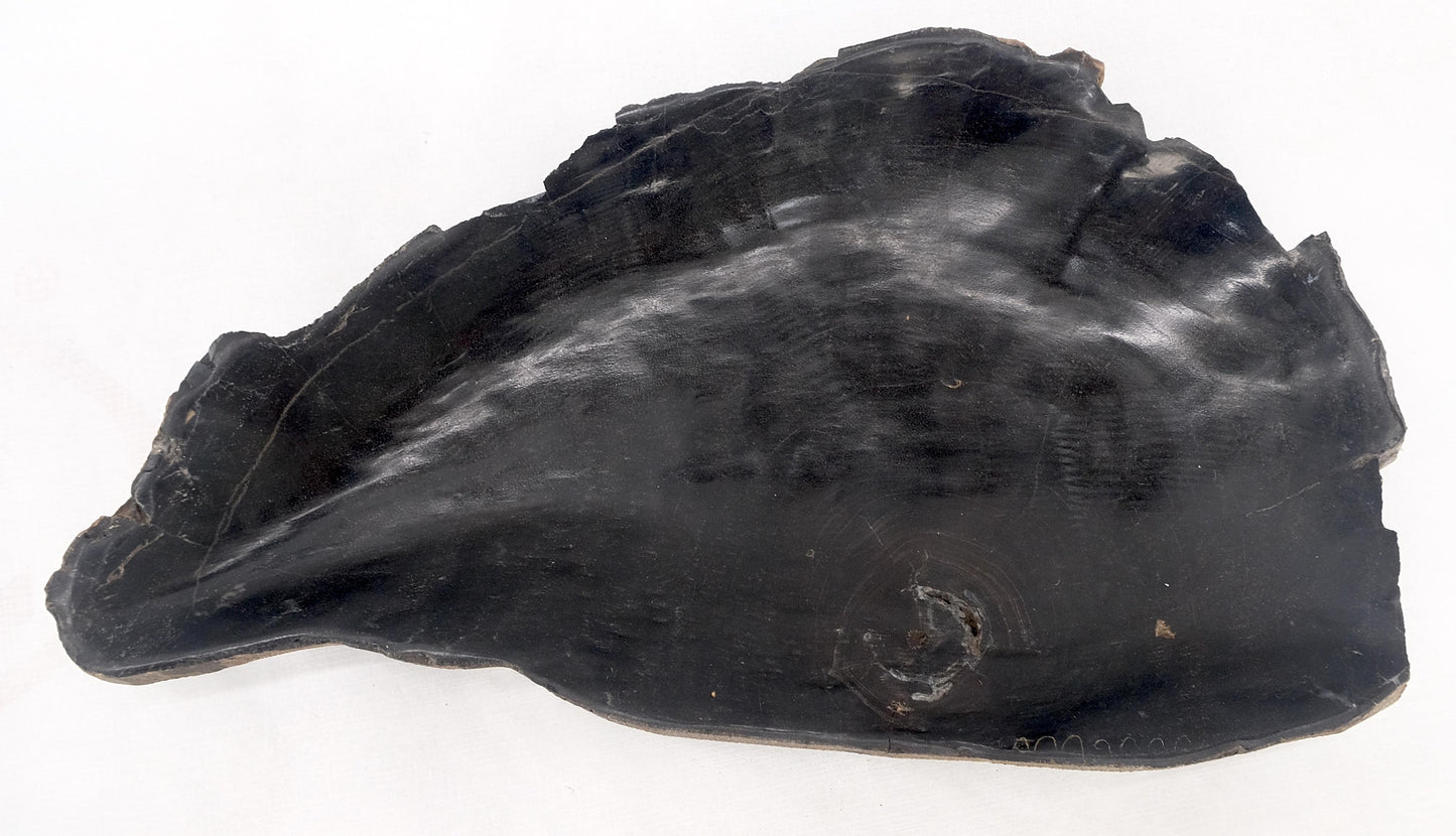 EstablishedLines Petrified Wood Liver Shape Solid Black Elongated Bowl Dish Large Plate Ashtray