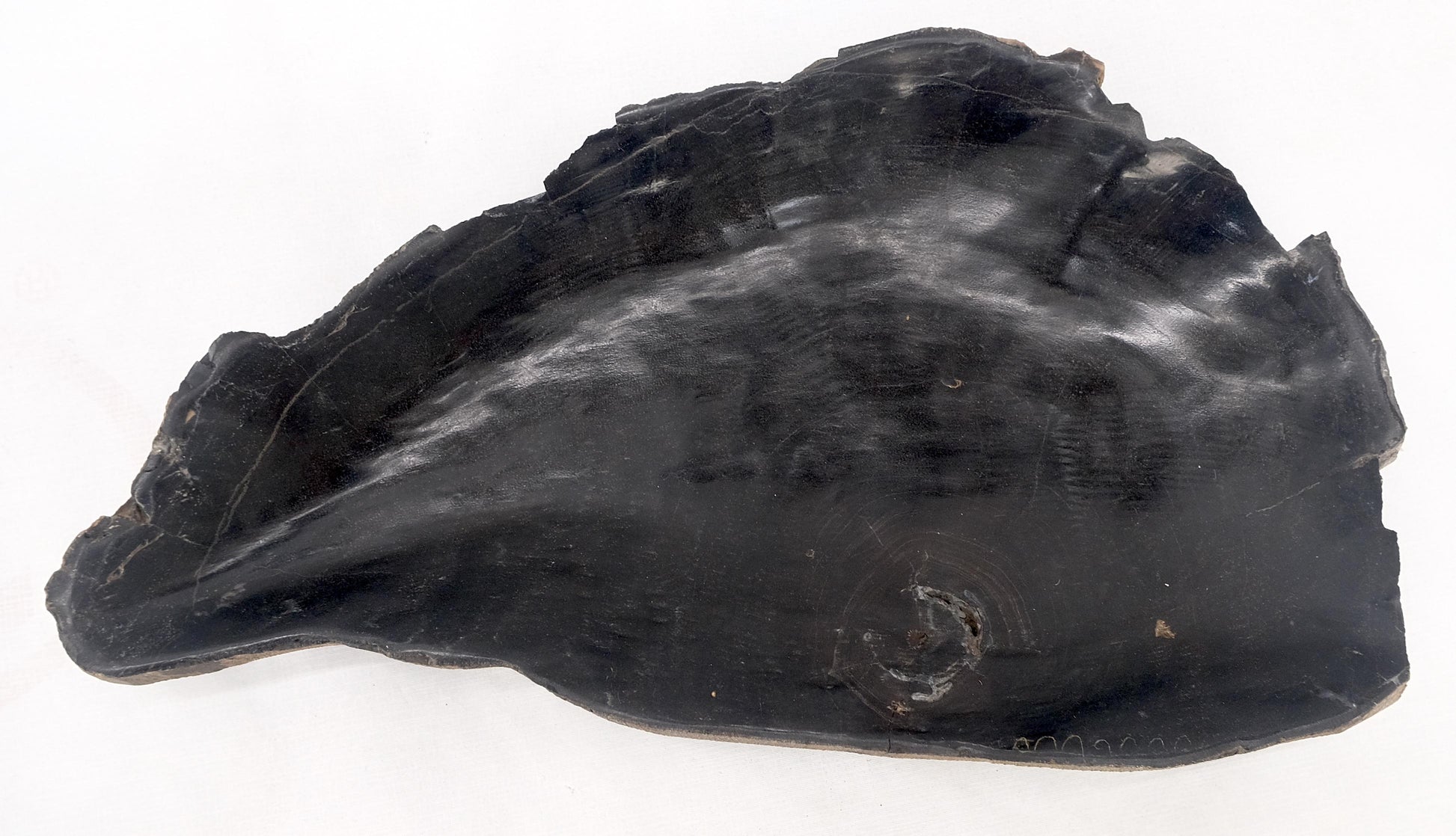 EstablishedLines Petrified Wood Liver Shape Solid Black Elongated Bowl Dish Large Plate Ashtray