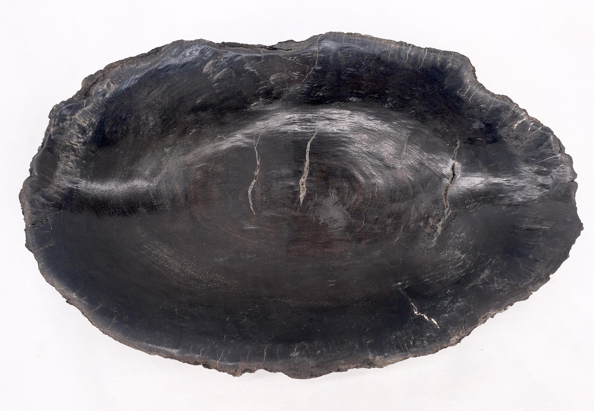 EstablishedLines Petrified Wood Oyster Shape Solid Black Oval Bowl Dish Large Plate Ashtray