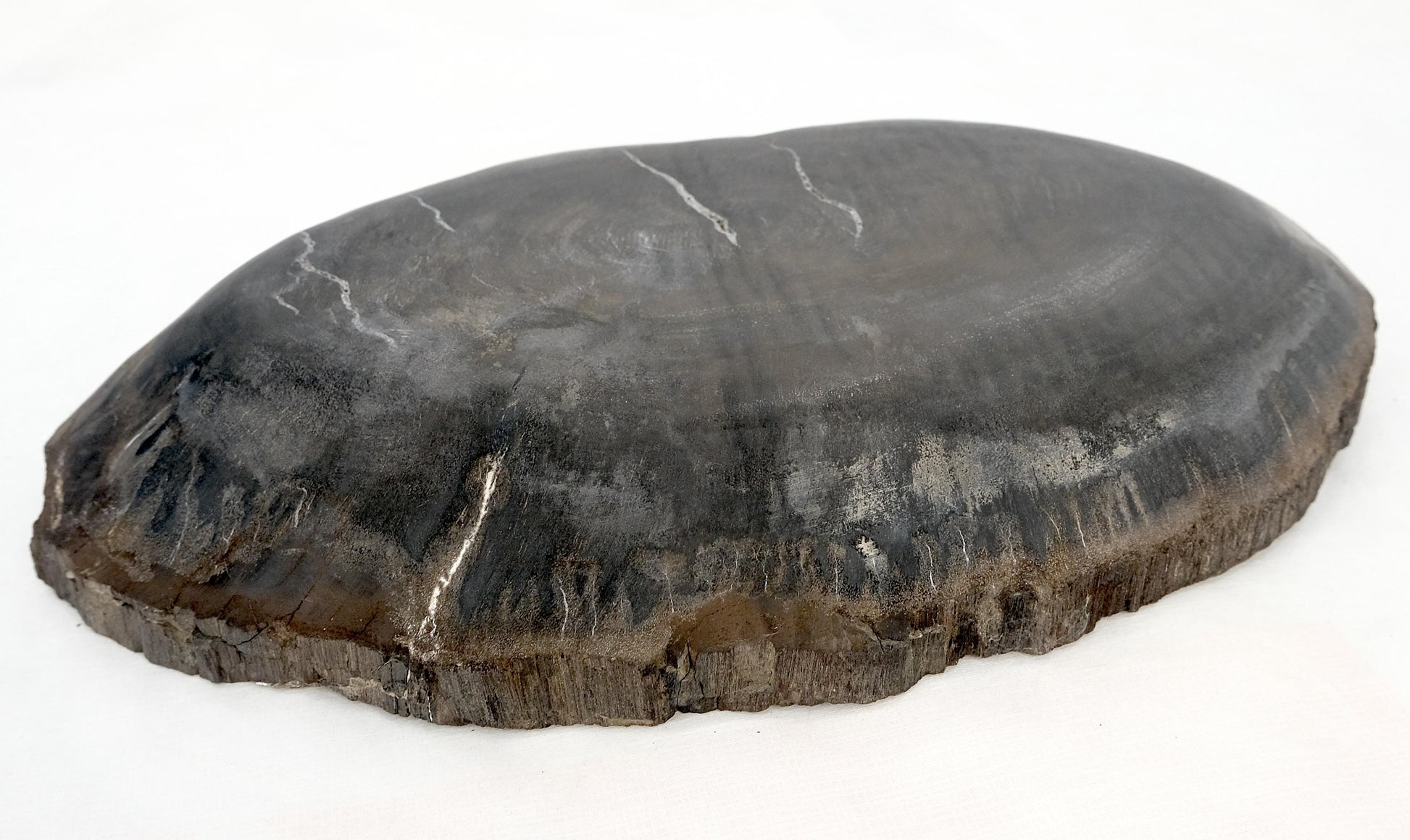 EstablishedLines Petrified Wood Oyster Shape Solid Black Oval Bowl Dish Large Plate Ashtray