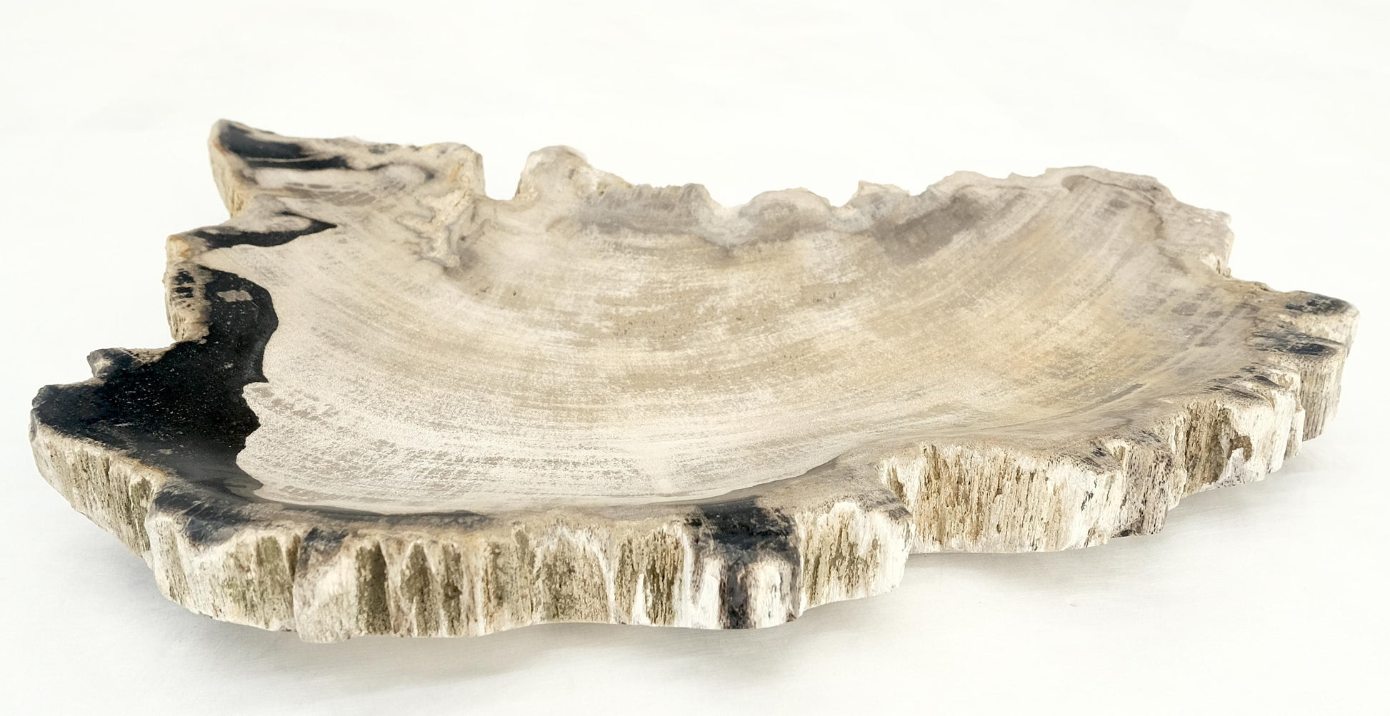 EstablishedLines Petrified Wood Antarctica Shape Solid Black & Tanl Bowl Dish Large Plate Ashtray