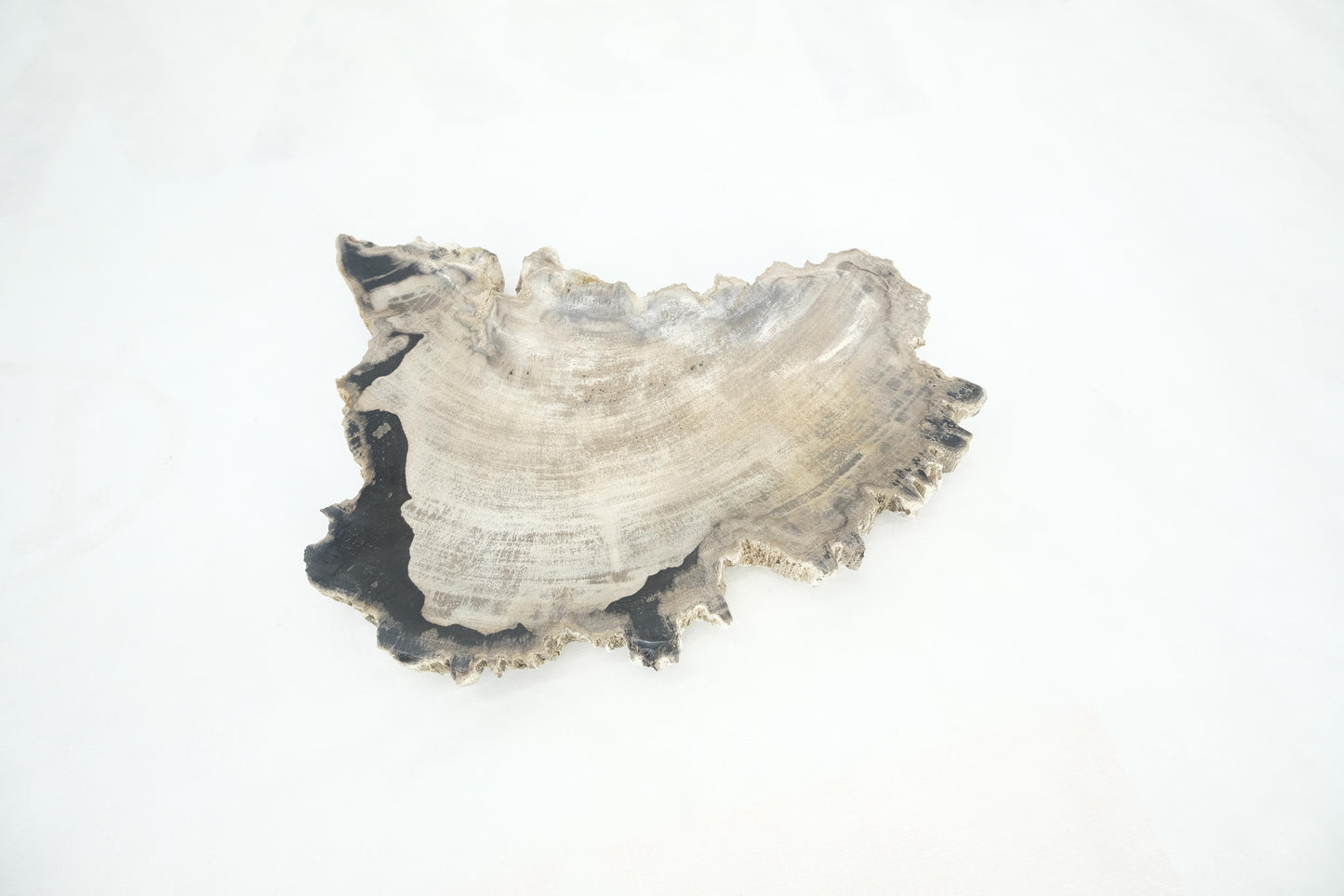 EstablishedLines Petrified Wood Antarctica Shape Solid Black & Tanl Bowl Dish Large Plate Ashtray