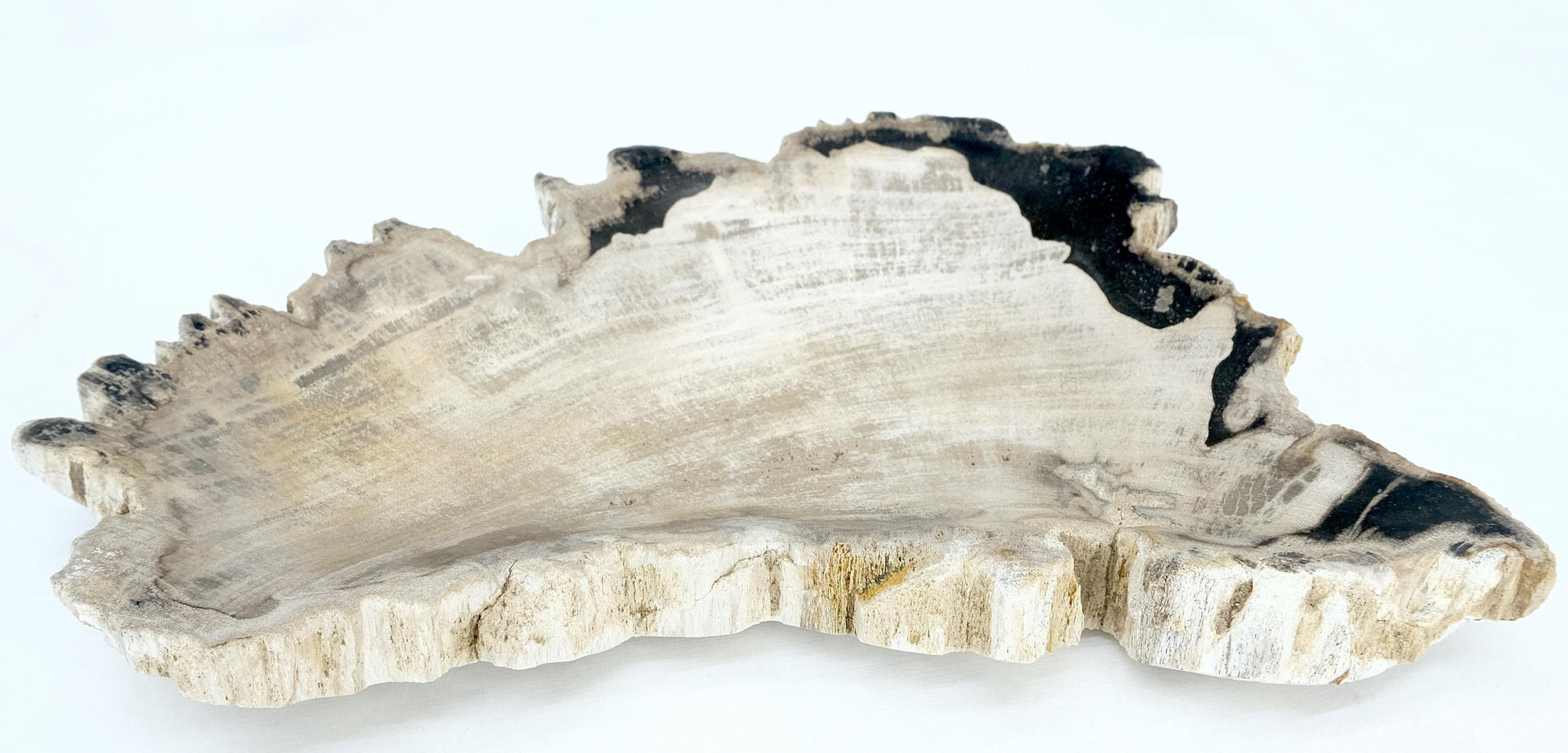 EstablishedLines Petrified Wood Antarctica Shape Solid Black & Tanl Bowl Dish Large Plate Ashtray