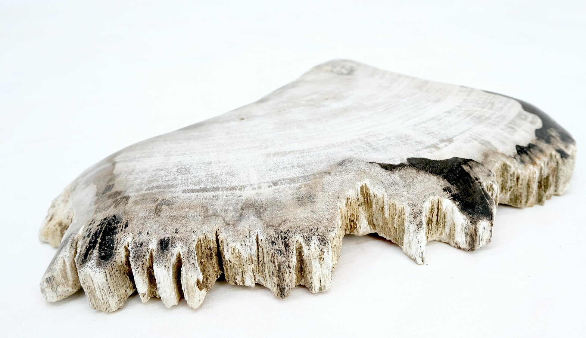 EstablishedLines Petrified Wood Antarctica Shape Solid Black & Tanl Bowl Dish Large Plate Ashtray