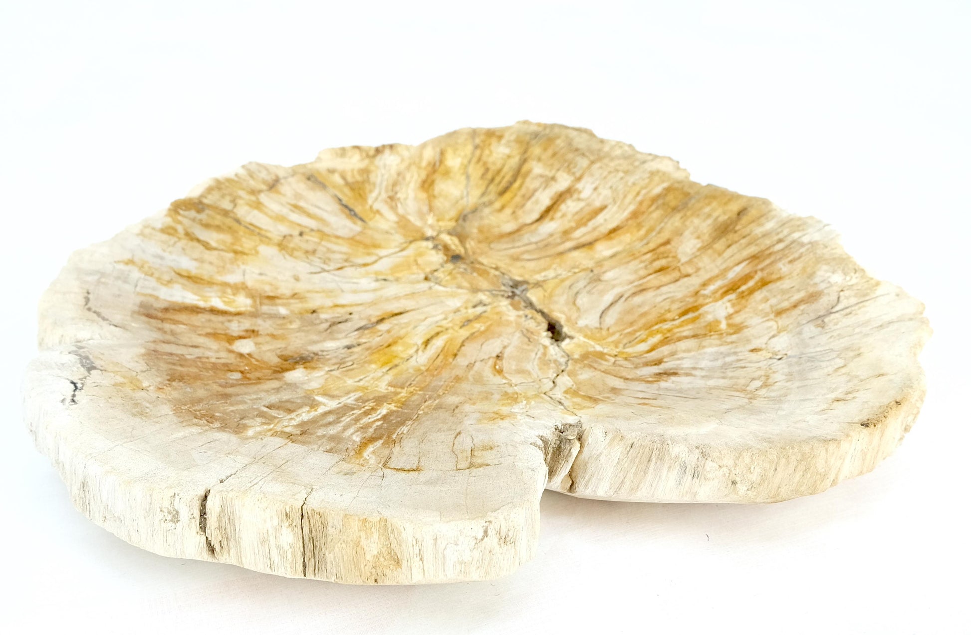 EstablishedLines Petrified Wood Round Shape Tan & Amber Oval Bowl Dish Large Plate Ashtray