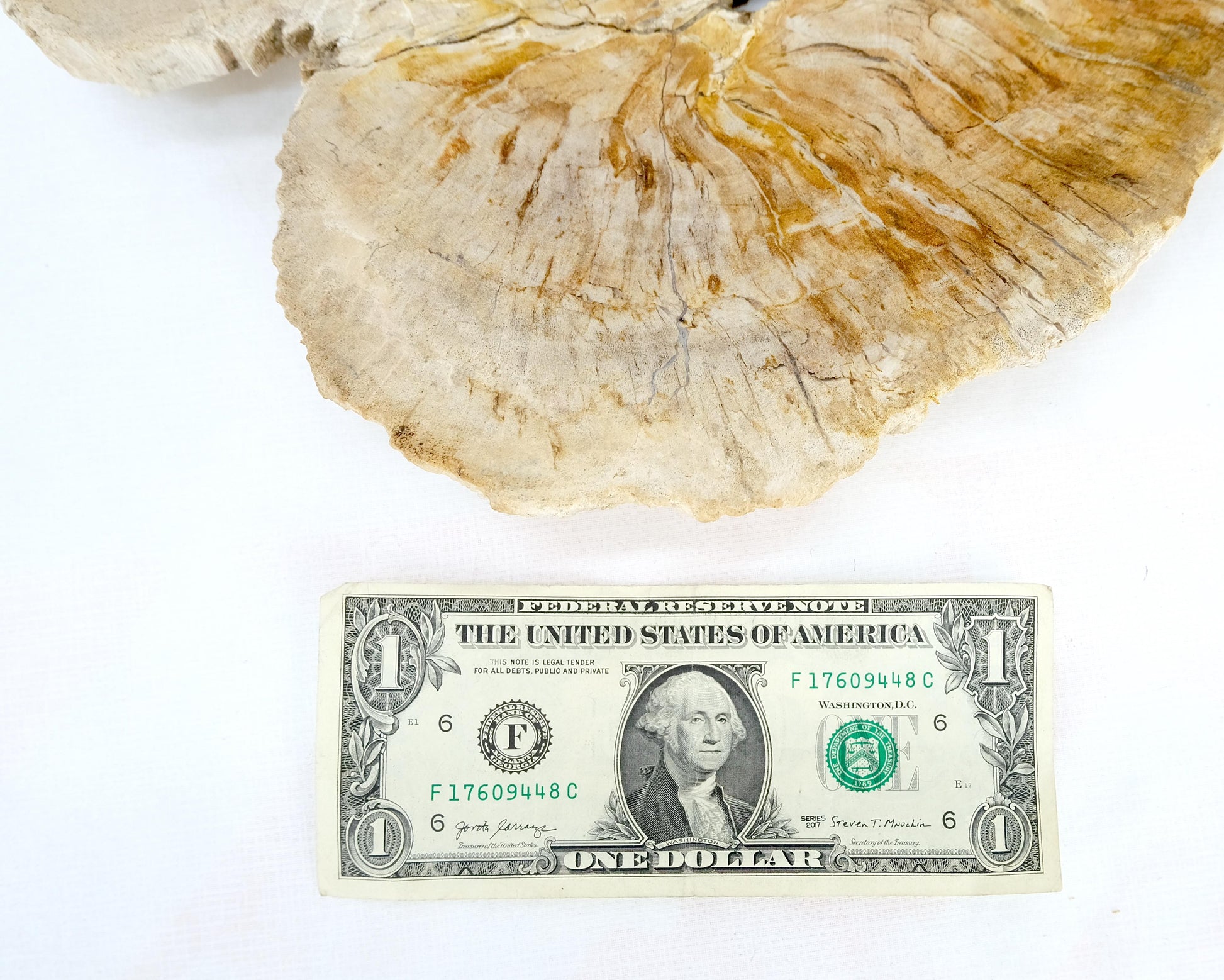 EstablishedLines Petrified Wood Round Shape Tan & Amber Oval Bowl Dish Large Plate Ashtray
