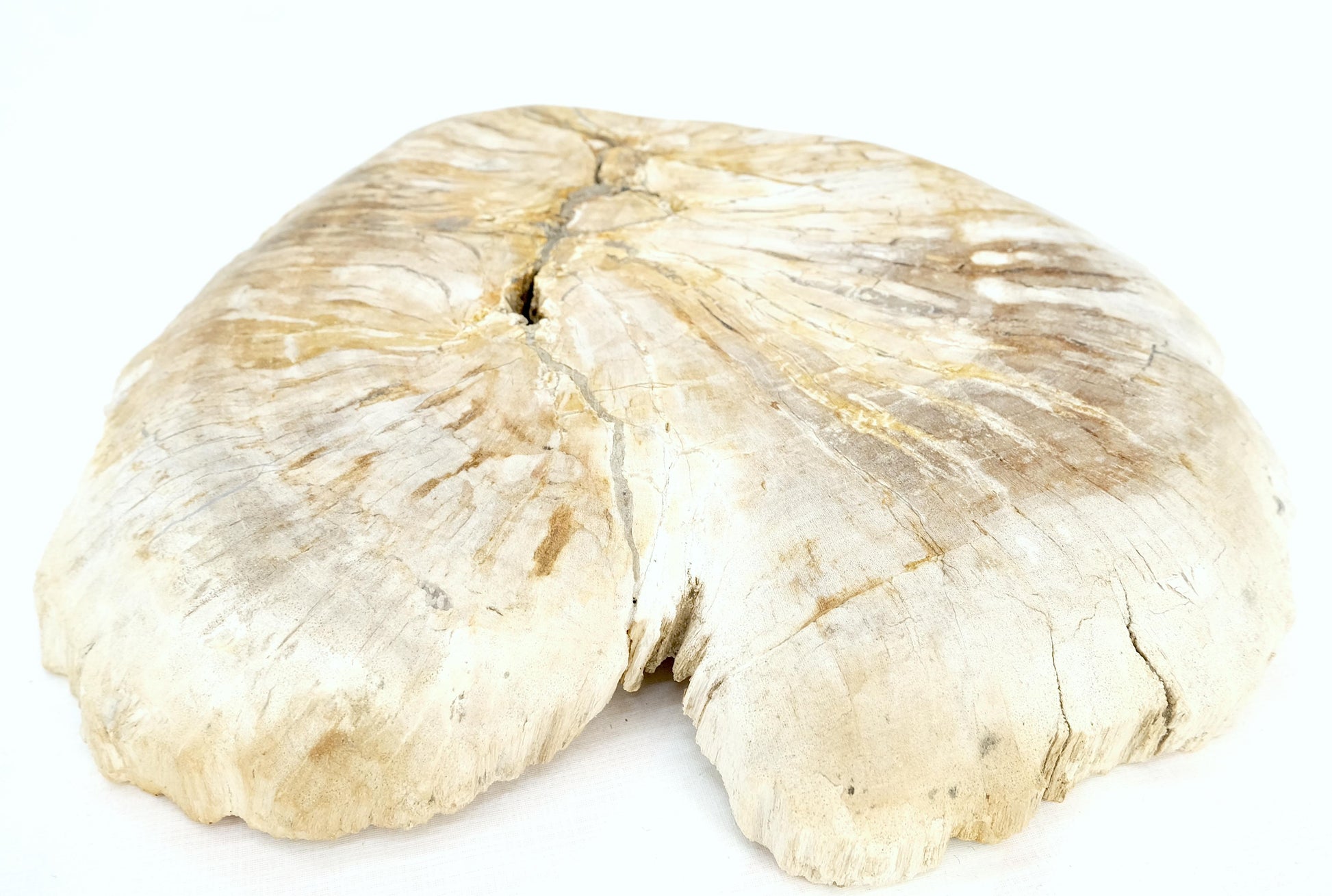 EstablishedLines Petrified Wood Round Shape Tan & Amber Oval Bowl Dish Large Plate Ashtray