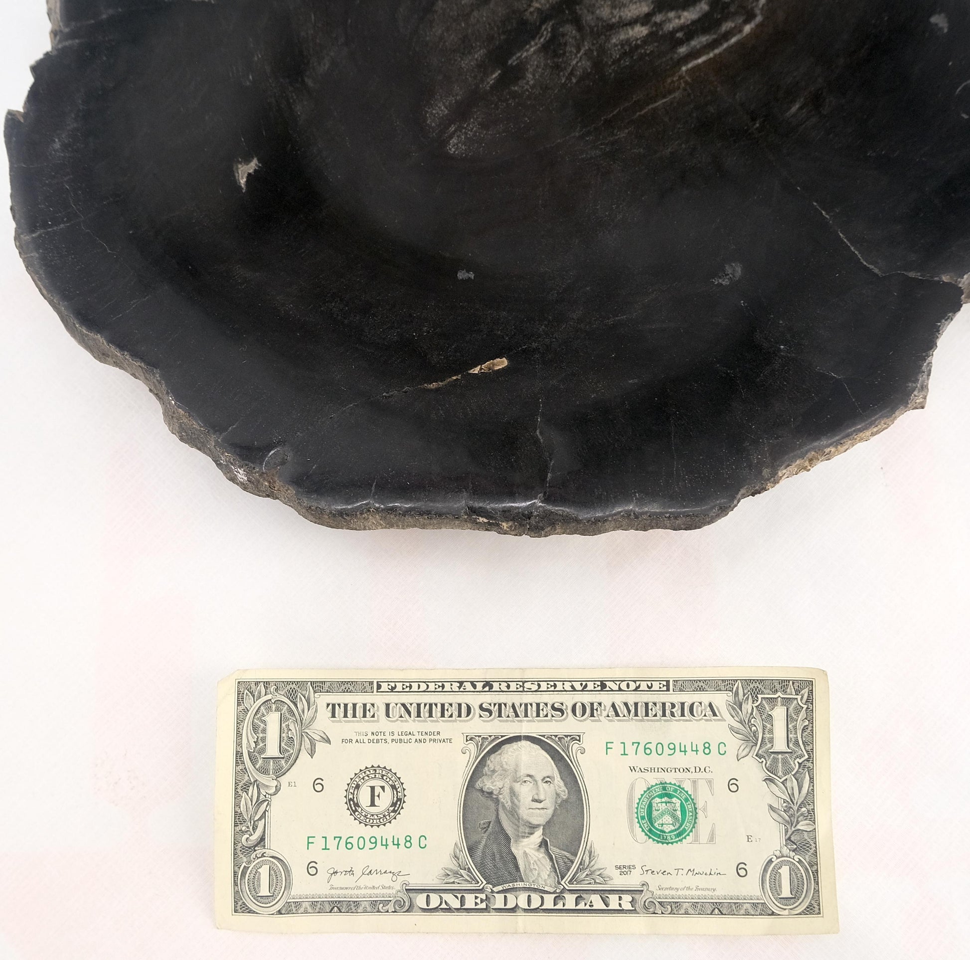 EstablishedLines Petrified Wood Round Shape Solid Black Round Bowl Dish Large Plate Ashtray