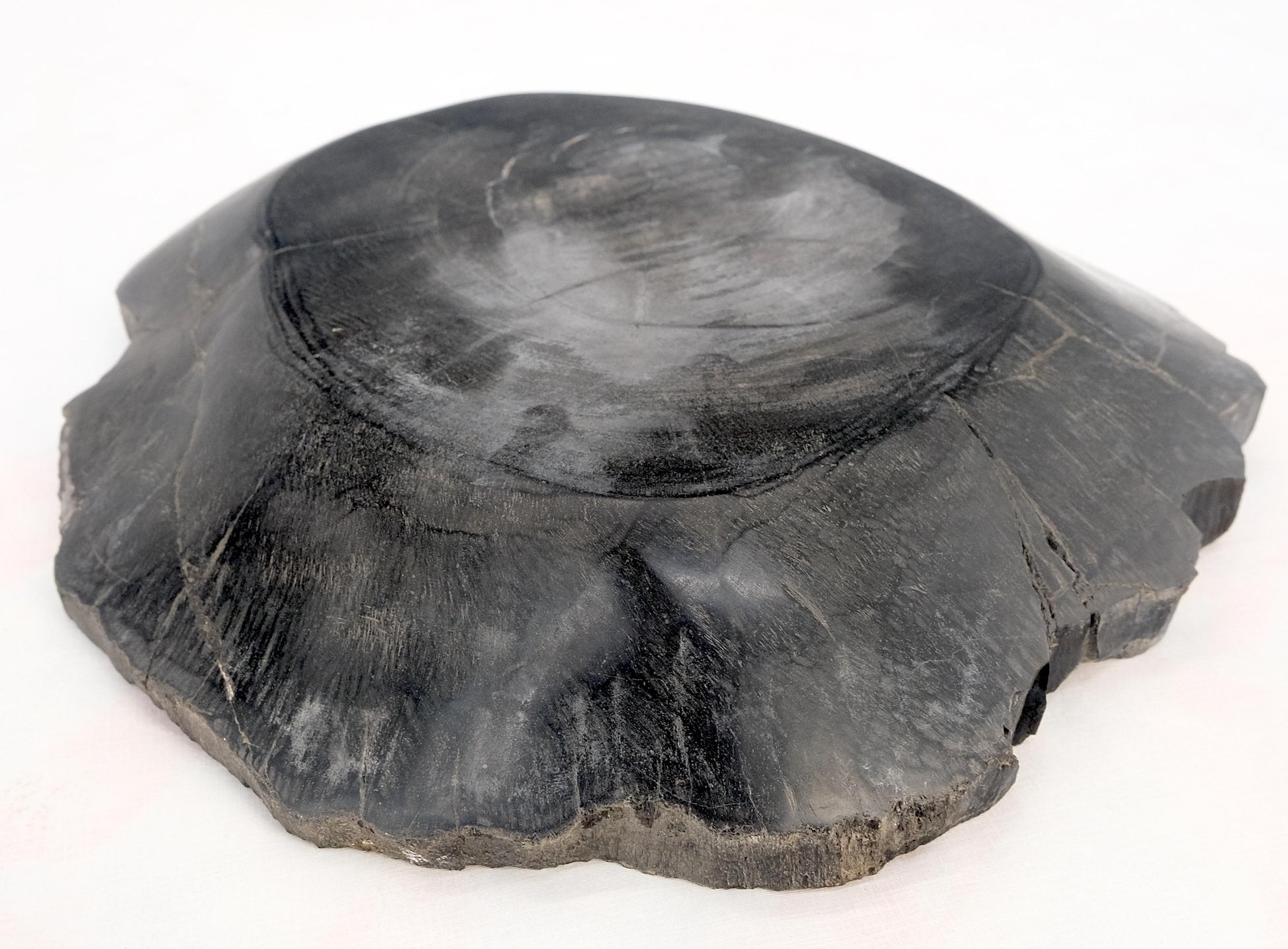 EstablishedLines Petrified Wood Round Shape Solid Black Round Bowl Dish Large Plate Ashtray