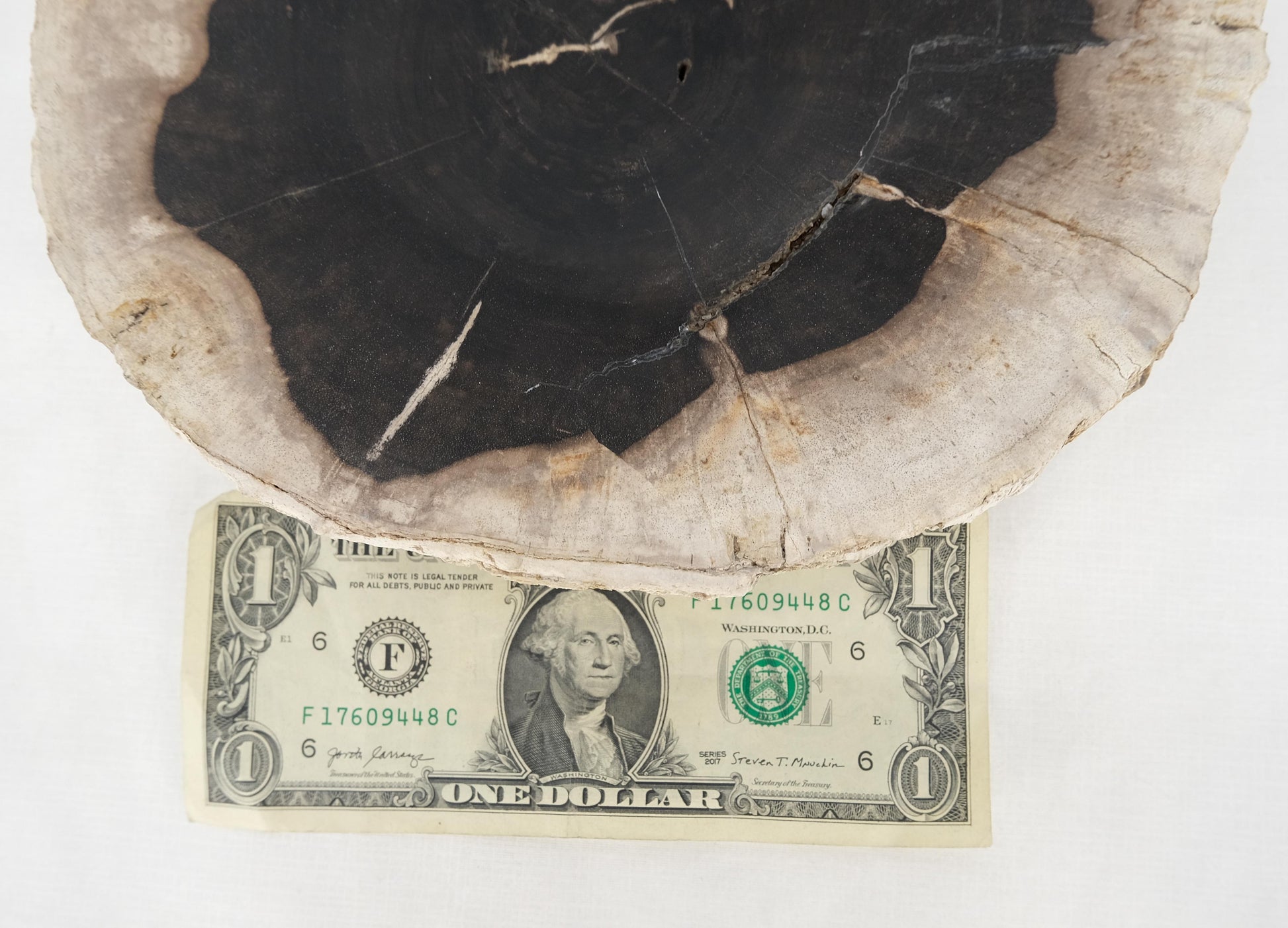 EstablishedLines Petrified Wood Round Black & Beige Bowl Dish Large Plate