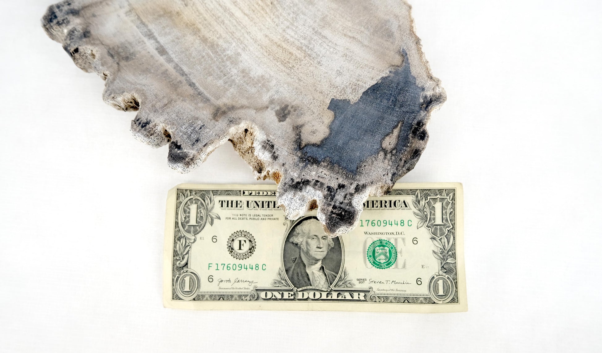 EstablishedLines Petrified Wood Antarctica Shape Solid Black & Tanl Bowl Dish Large Plate Ashtray