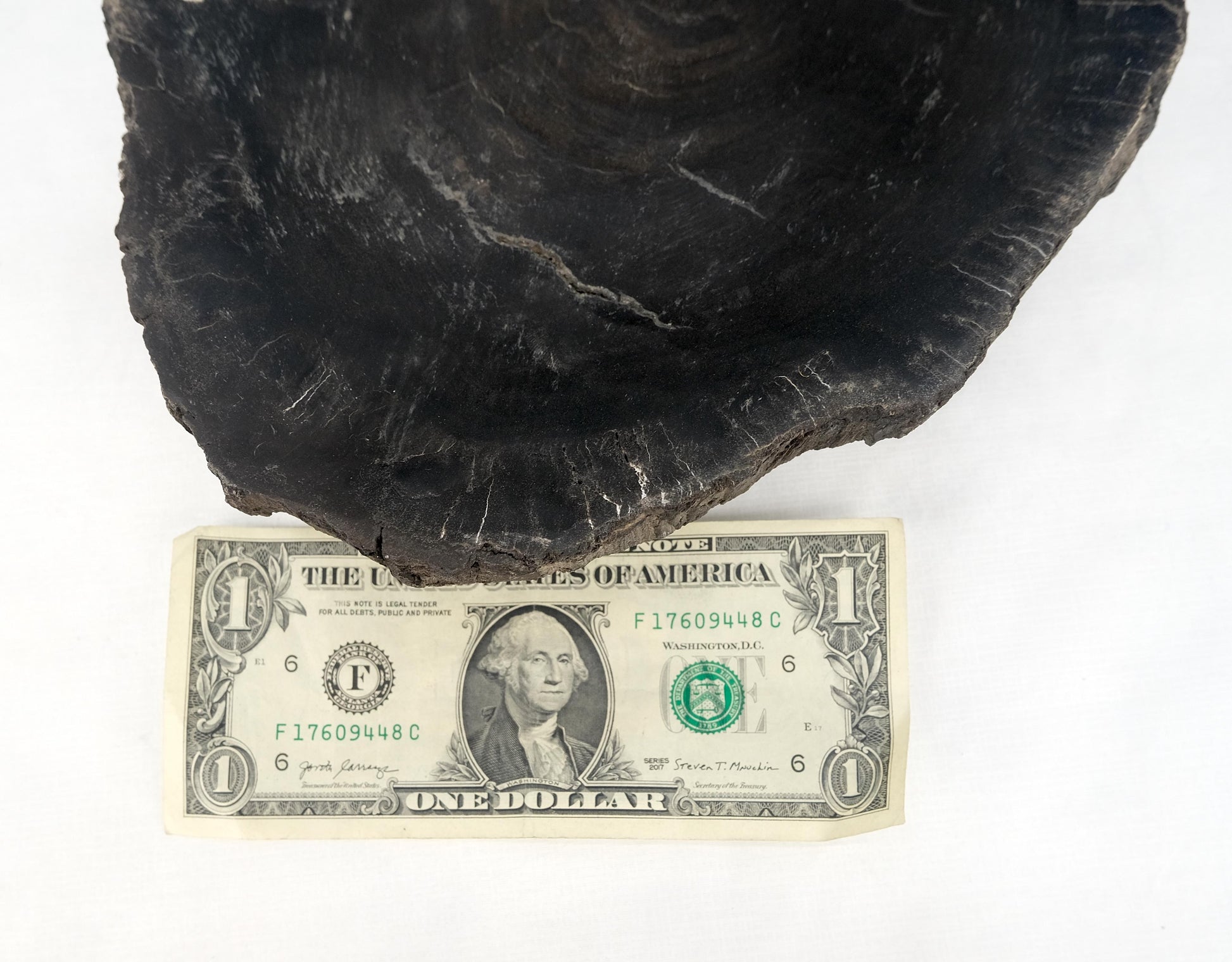 EstablishedLines Petrified Wood Oyster Shape Solid Black Oval Bowl Dish Large Plate Ashtray