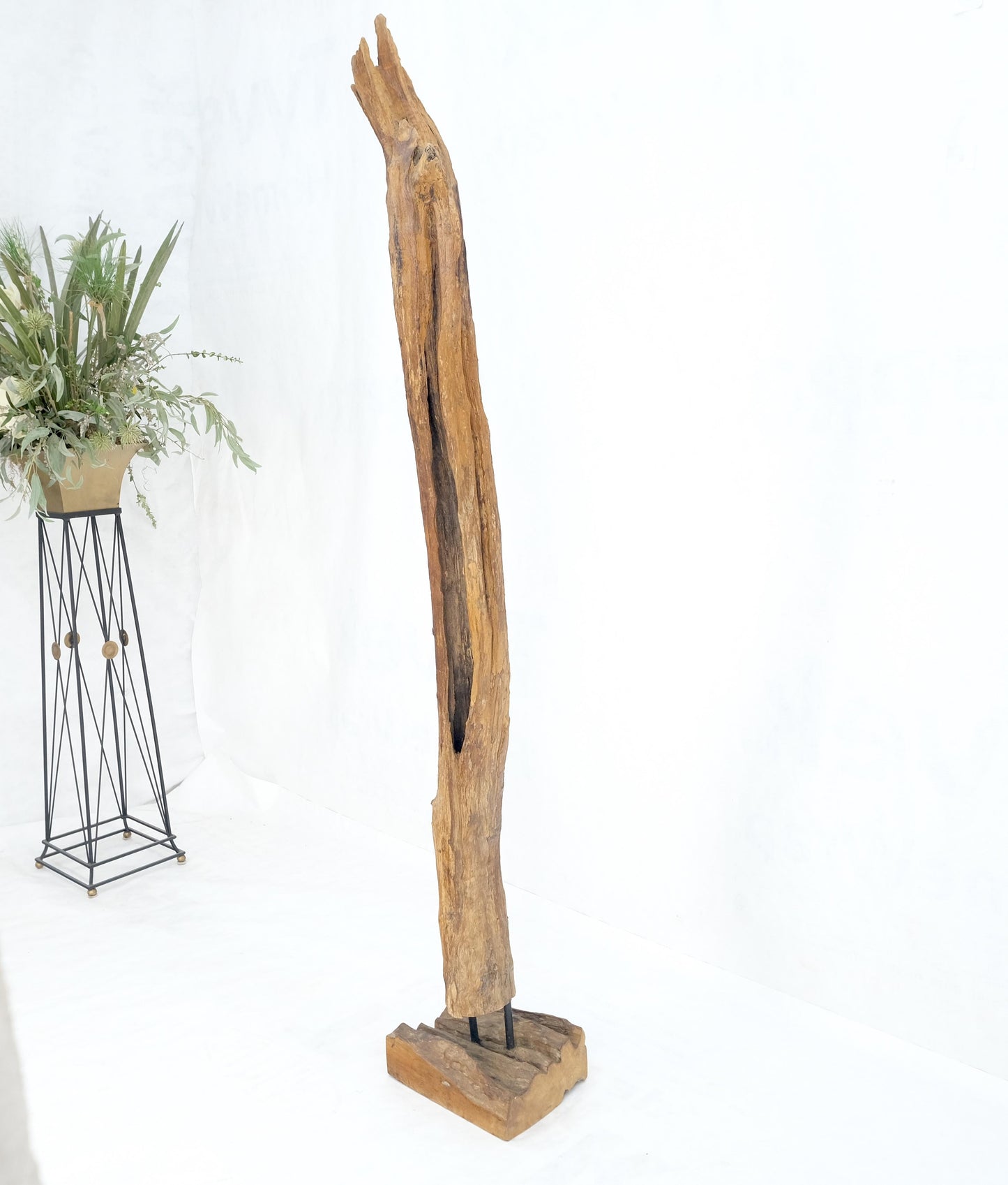 EstablishedLines Mid Century Modern 78" Tall Narrow Drift Wood Sculpture Specimen on Wooden Base