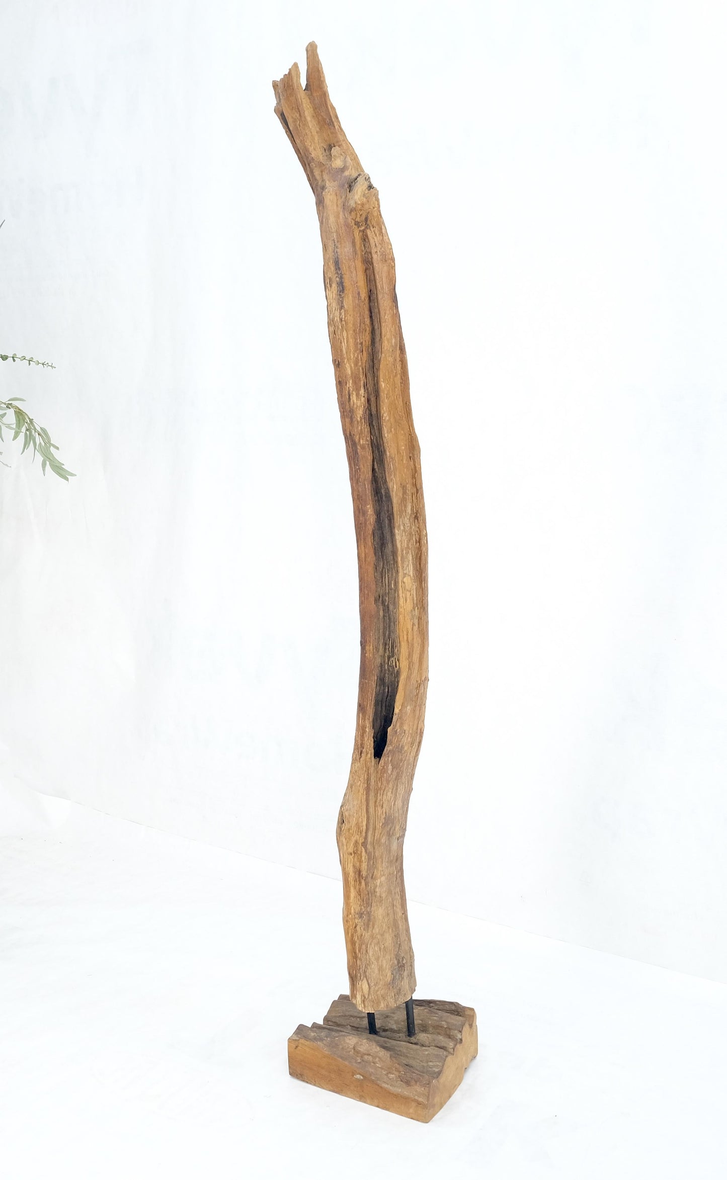 EstablishedLines Mid Century Modern 78" Tall Narrow Drift Wood Sculpture Specimen on Wooden Base