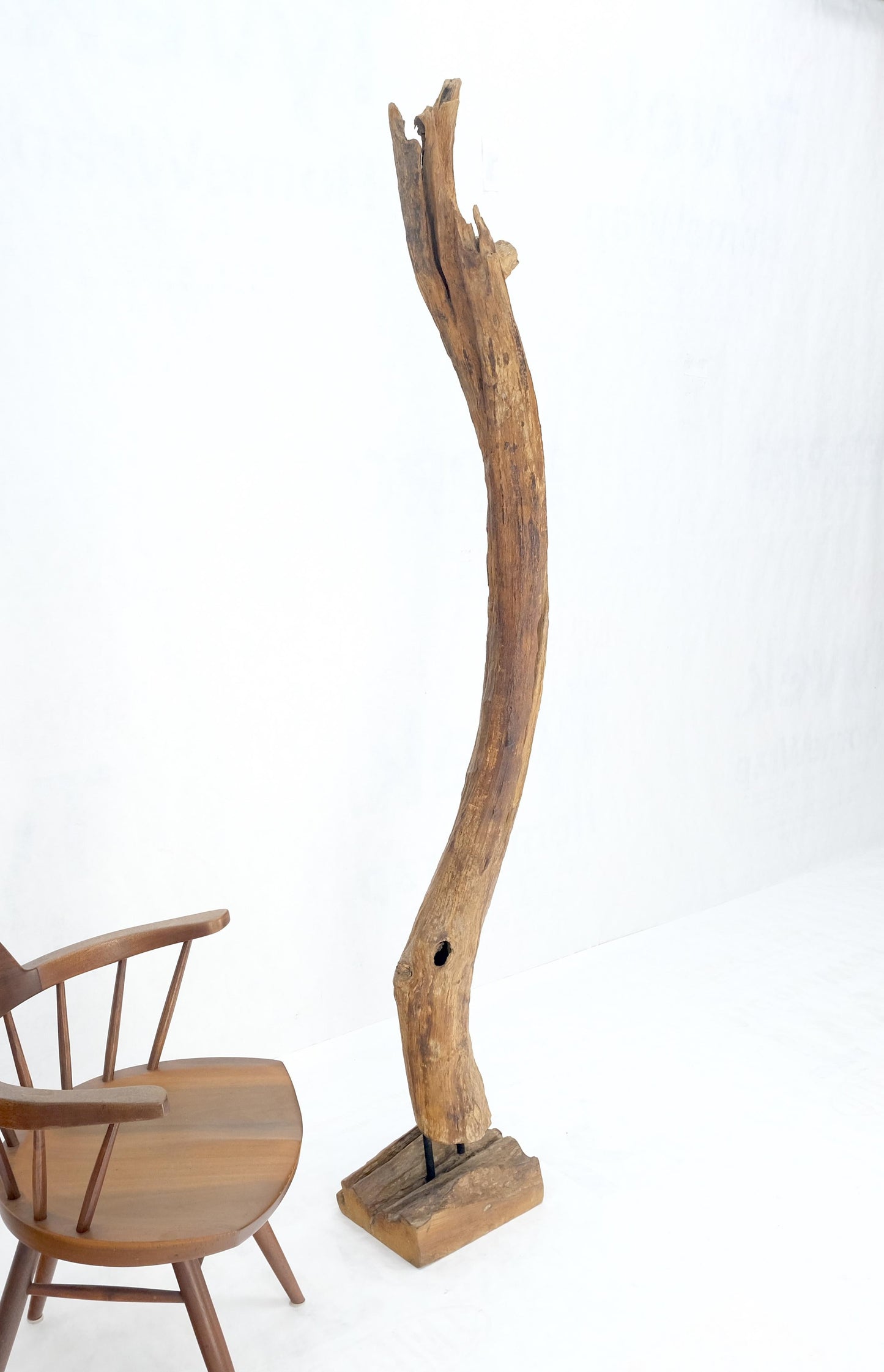 EstablishedLines Mid Century Modern 78" Tall Narrow Drift Wood Sculpture Specimen on Wooden Base