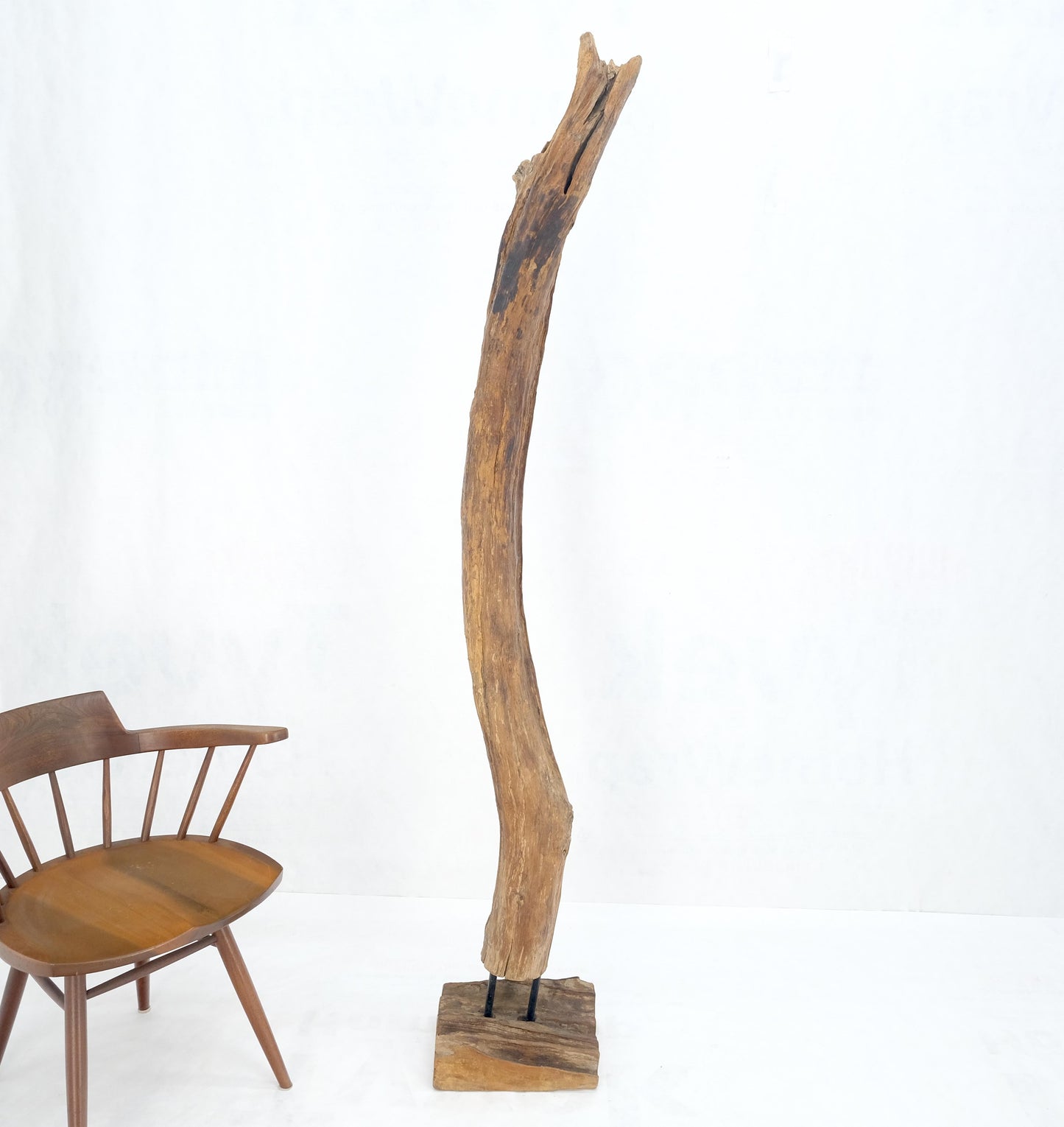 EstablishedLines Mid Century Modern 78" Tall Narrow Drift Wood Sculpture Specimen on Wooden Base