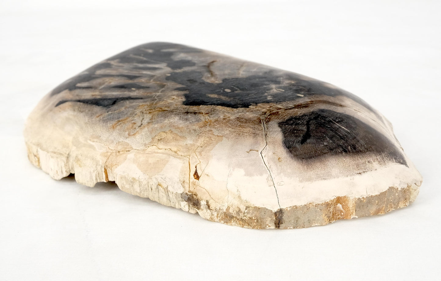 Petrified Wood Oyster Shape Black & Tan Elongated Bowl Dish Large Plate Ashtray