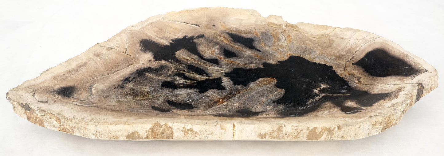 Petrified Wood Oyster Shape Black & Tan Elongated Bowl Dish Large Plate Ashtray