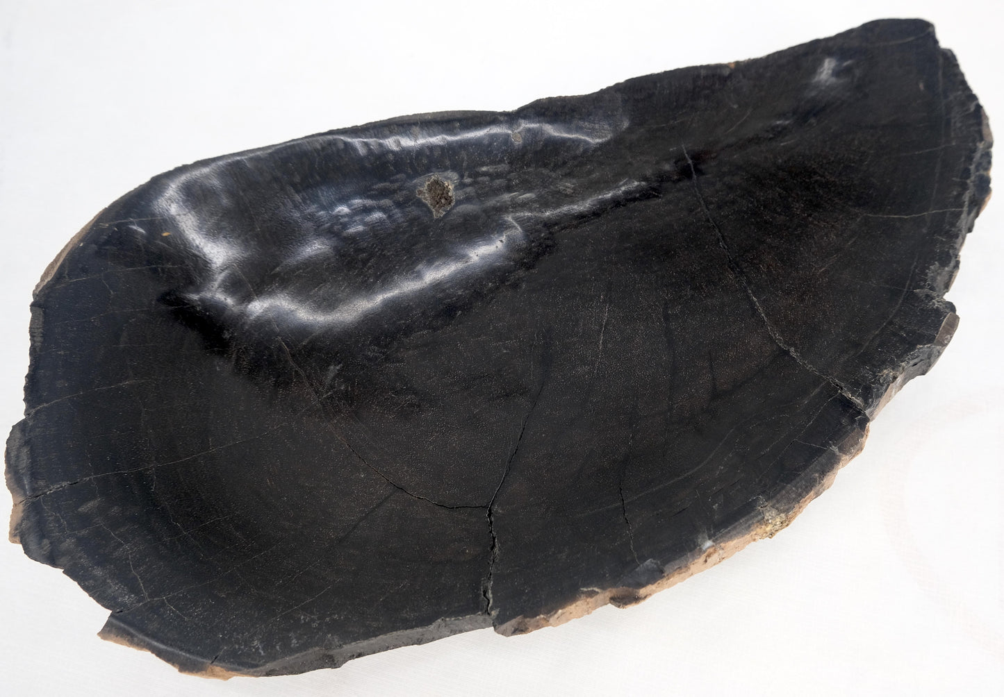 EstablishedLines Petrified Wood Round Shape Solid Black Round Bowl Dish Large Plate Ashtray MINT!