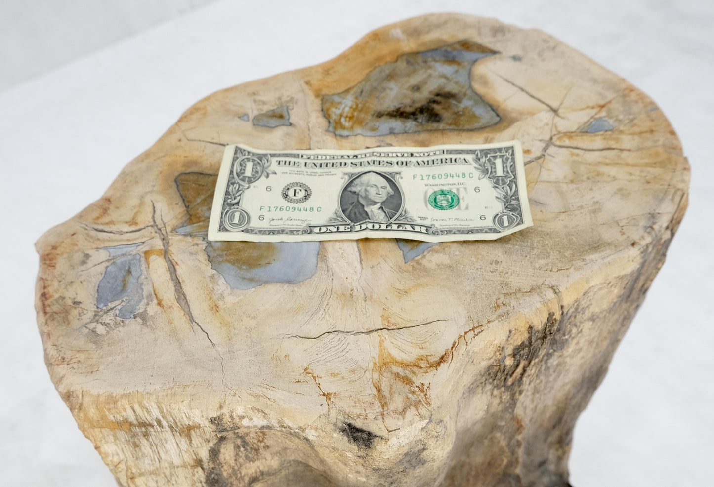 EstablishedLines Petrified Wood Organic Shape Multicolor Beige to Black Stand End Table Pedestal