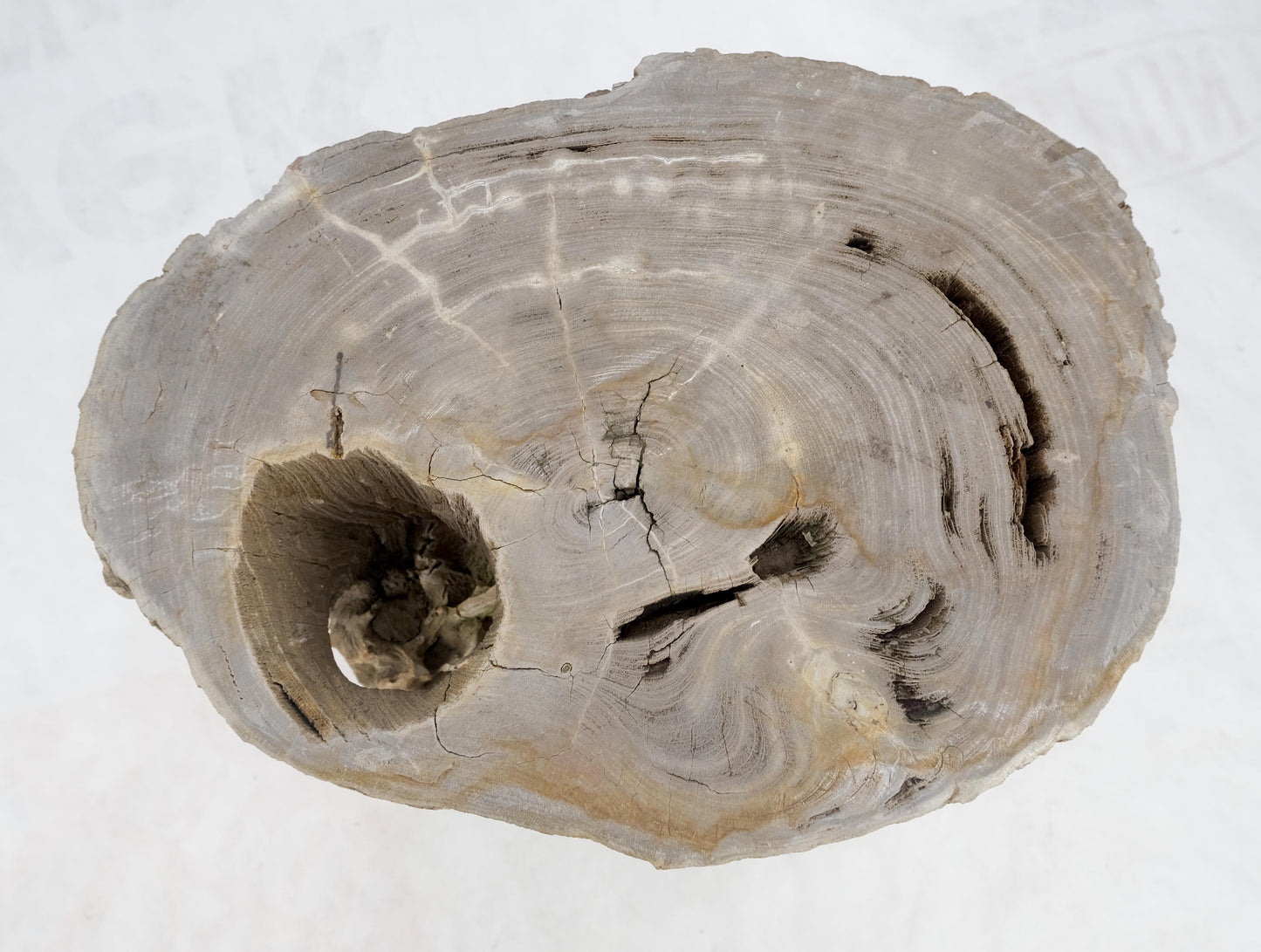 EstablishedLines Large Beige Petrified Wood Organic Stomp Shape Stand End Side Table Pedestal
