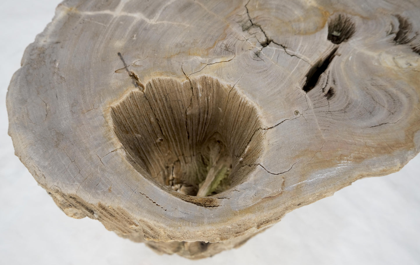 EstablishedLines Large Beige Petrified Wood Organic Stomp Shape Stand End Side Table Pedestal