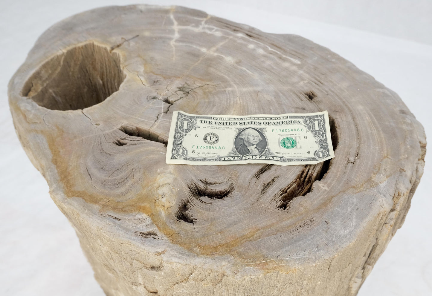 EstablishedLines Large Beige Petrified Wood Organic Stomp Shape Stand End Side Table Pedestal