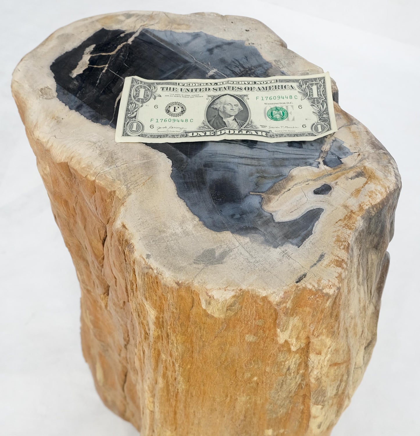 EstablishedLines Beige Black Petrified Wood Organic Stomp Shape Stand End Side Table Pedestal