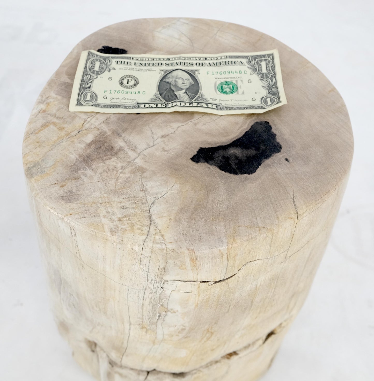 EstablishedLines Beige to Black Petrified Wood Organic Stomp Shape Stand End Side Table Pedestal