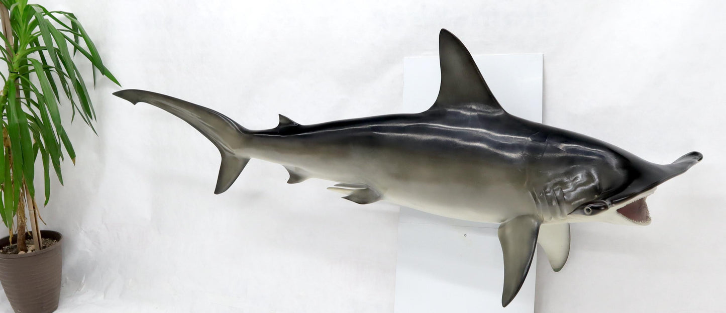 EstablishedLines Large Long Wall Hanging Sculpture of Hammerhead Shark Fish with Real Jaw Teeth