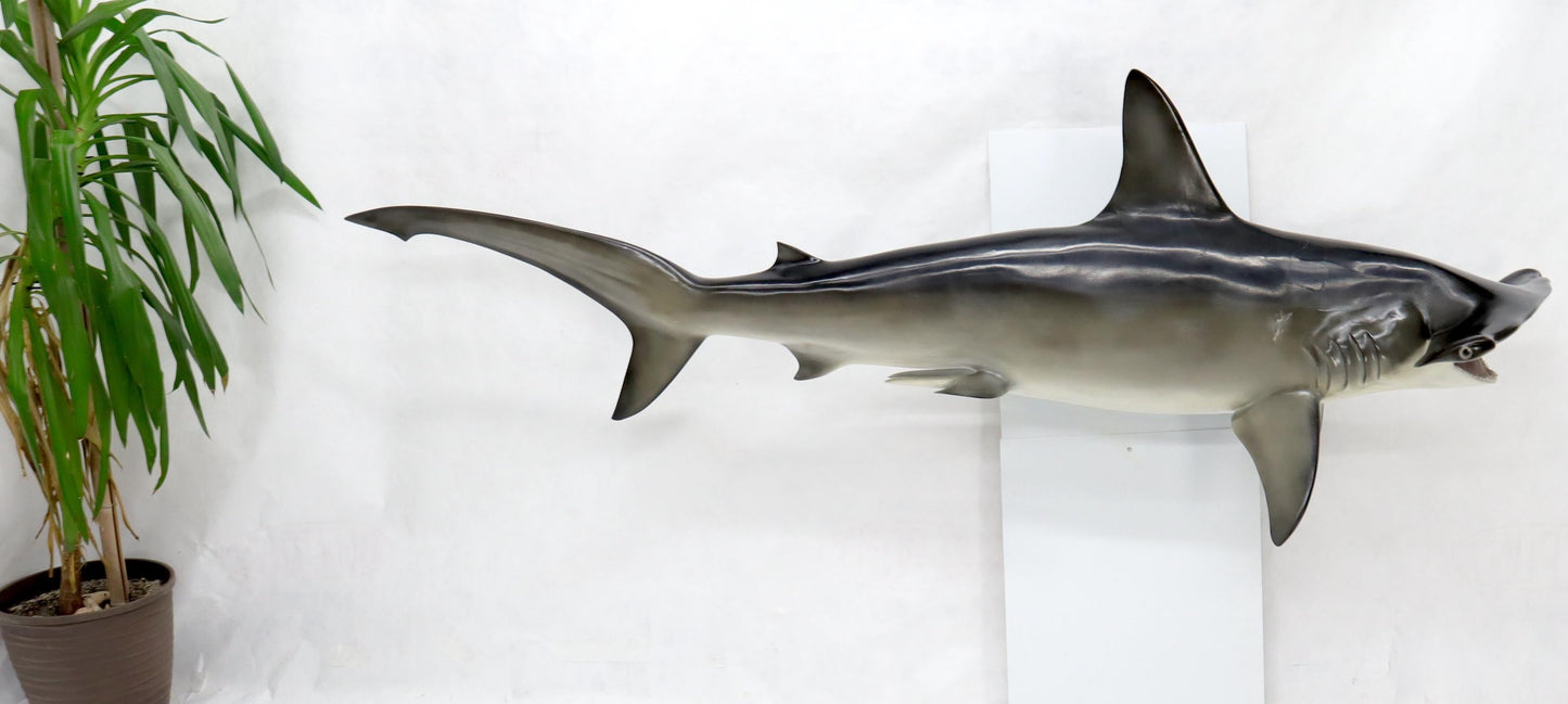 EstablishedLines Large Long Wall Hanging Sculpture of Hammerhead Shark Fish with Real Jaw Teeth