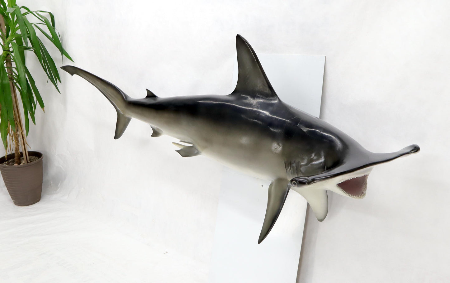 EstablishedLines Large Long Wall Hanging Sculpture of Hammerhead Shark Fish with Real Jaw Teeth