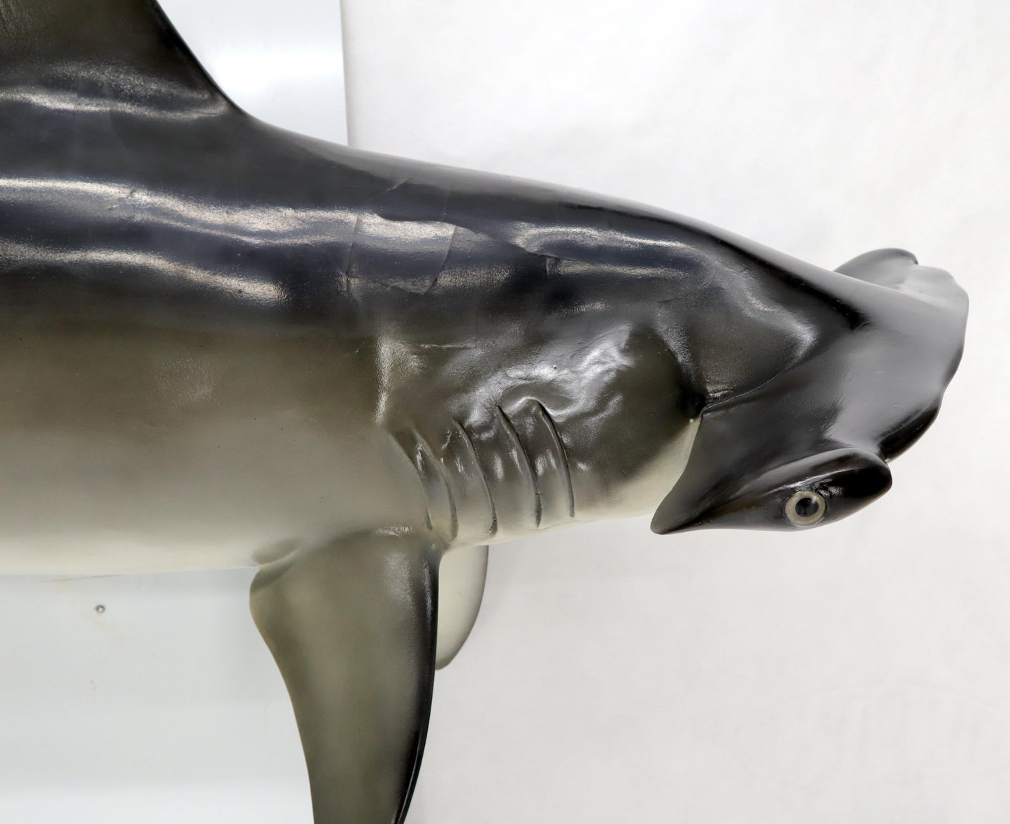 EstablishedLines Large Long Wall Hanging Sculpture of Hammerhead Shark Fish with Real Jaw Teeth