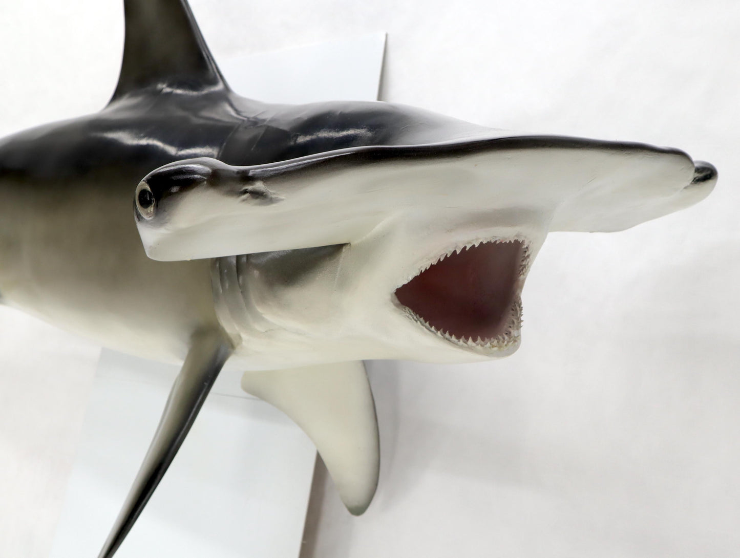 EstablishedLines Large Long Wall Hanging Sculpture of Hammerhead Shark Fish with Real Jaw Teeth