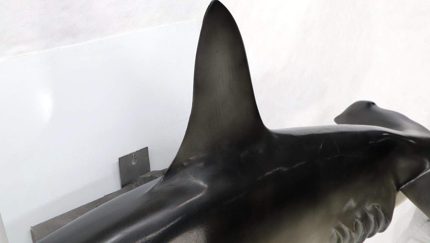 EstablishedLines Large Long Wall Hanging Sculpture of Hammerhead Shark Fish with Real Jaw Teeth
