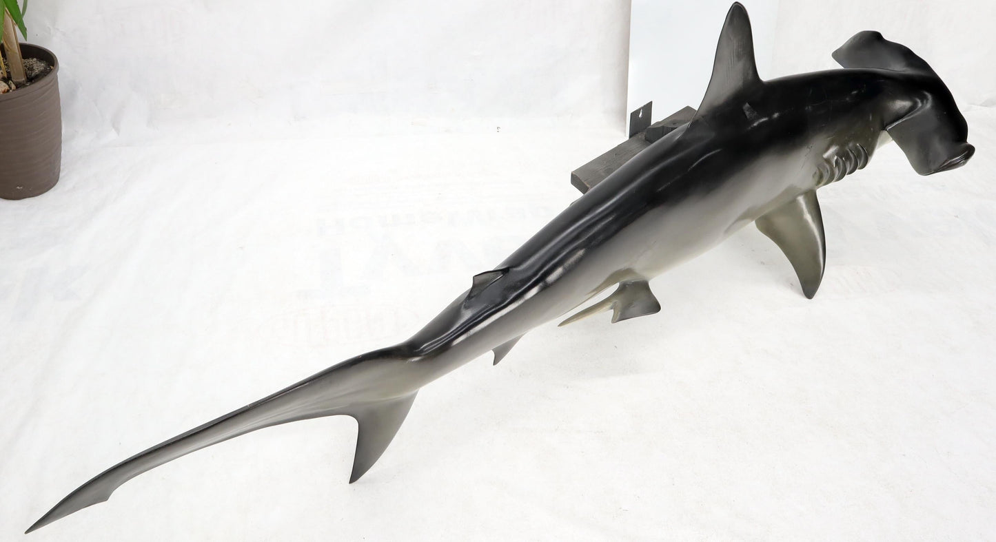 EstablishedLines Large Long Wall Hanging Sculpture of Hammerhead Shark Fish with Real Jaw Teeth