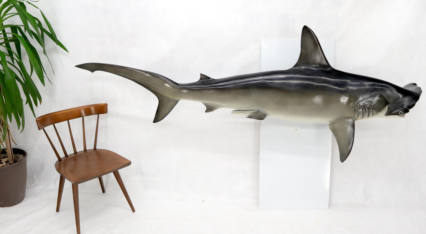 EstablishedLines Large Long Wall Hanging Sculpture of Hammerhead Shark Fish with Real Jaw Teeth