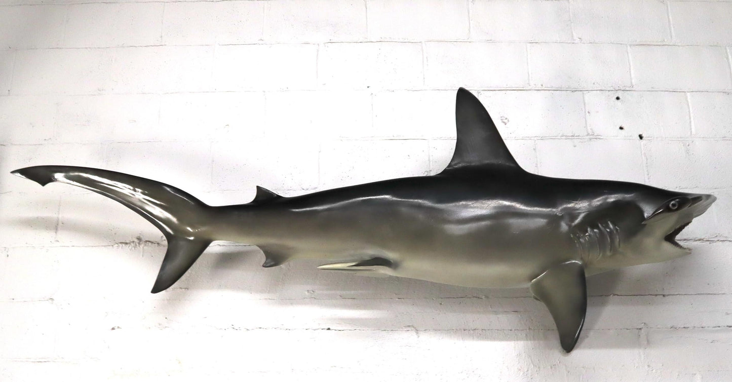 EstablishedLines Large Long Wall Hanging Sculpture of Hammerhead Shark Fish with Real Jaw Teeth