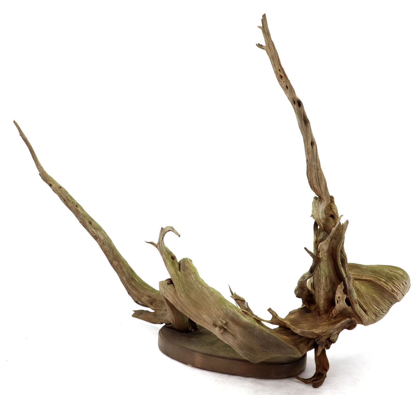 Large Natural Wood Fish Shape Driftwood Sculpture Artist Signed
