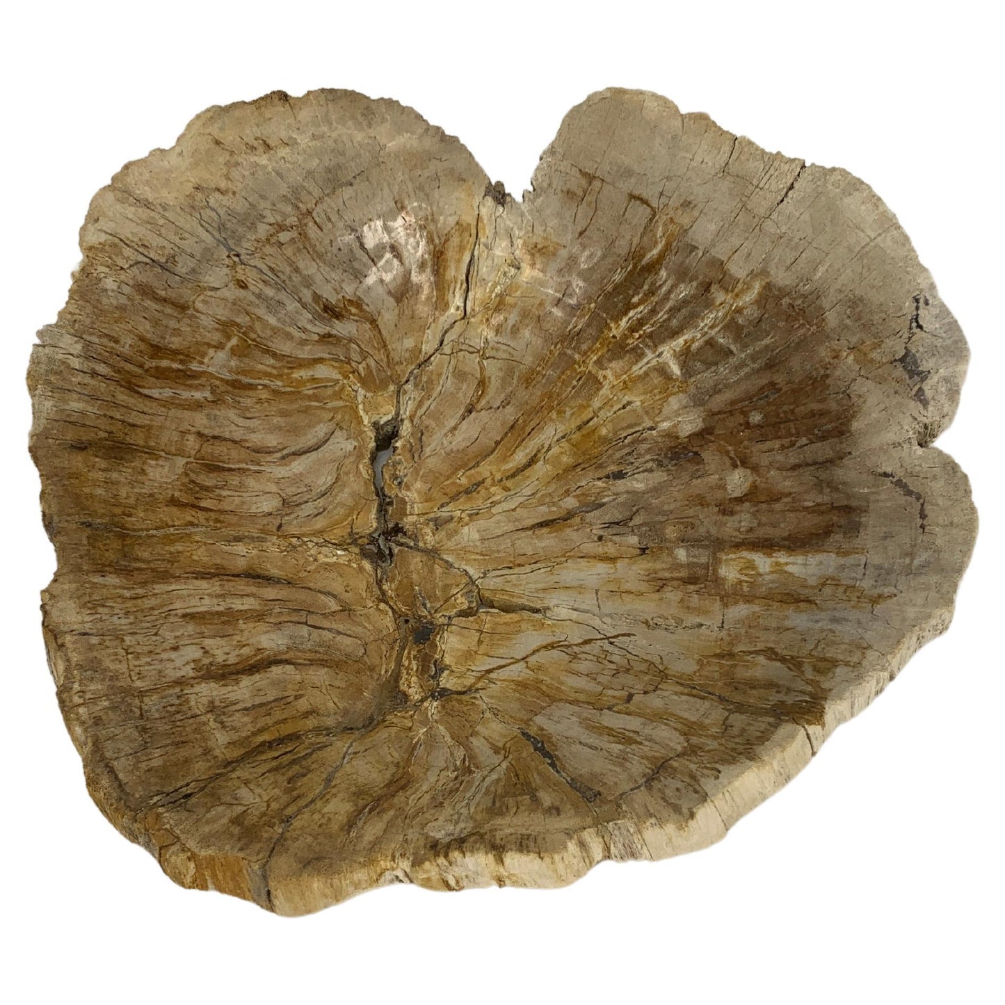 EstablishedLines Petrified Wood Round Shape Tan & Amber Oval Bowl Dish Large Plate Ashtray