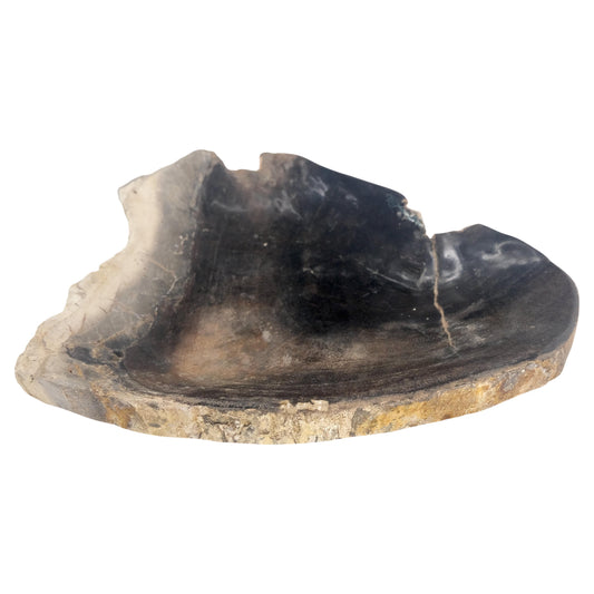 EstablishedLines Organic Triangle Shape  Black & Tan Petrified Wood Tray Bowl Dish Plate Ashtray