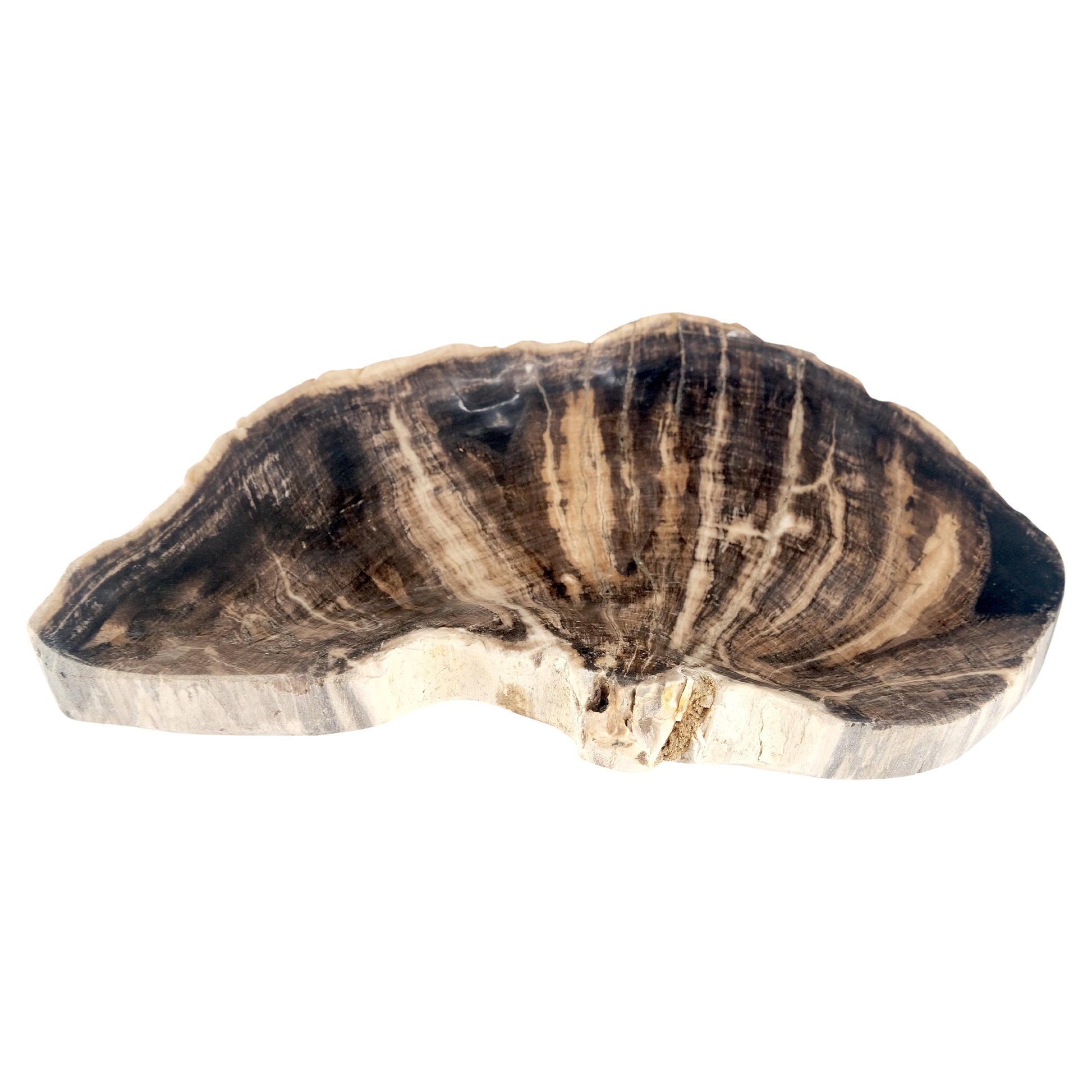 EstablishedLines Organic Liver Shape Black & Tan Petrified Wood Tray Bowl Dish Plate Ashtray